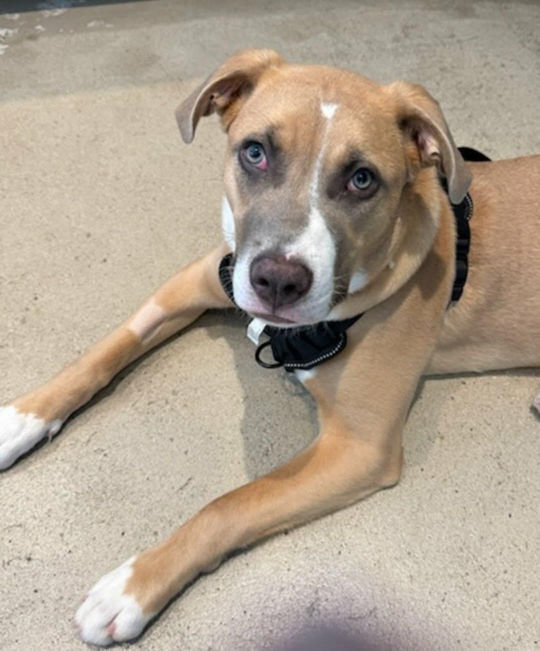 Spamela 26-014, ADOPTABLE, Young Female American Bully.