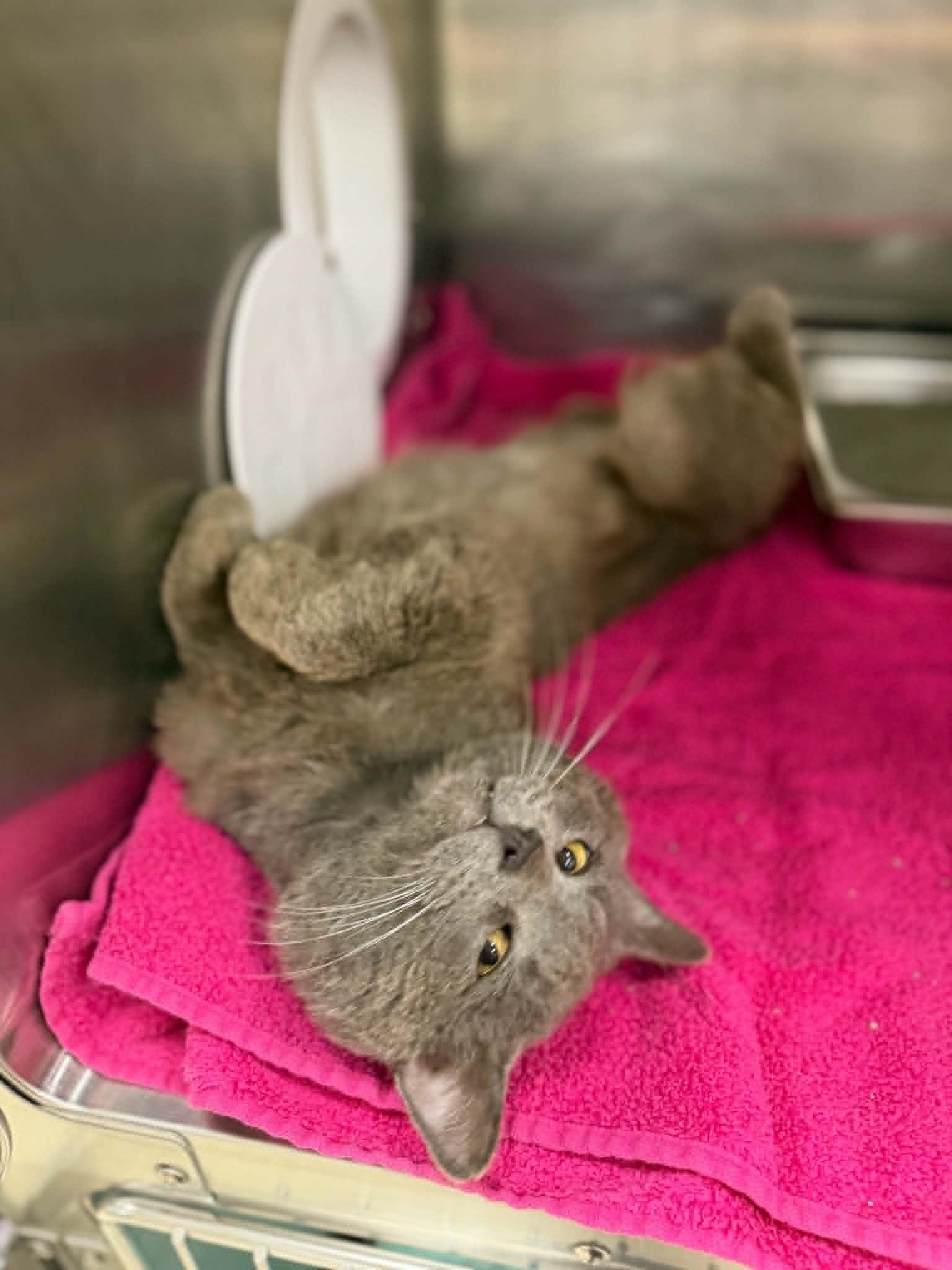 Enlarge CHURO, a Adoptable Domestic Short Hair in Hagerstown, MD image 1/1