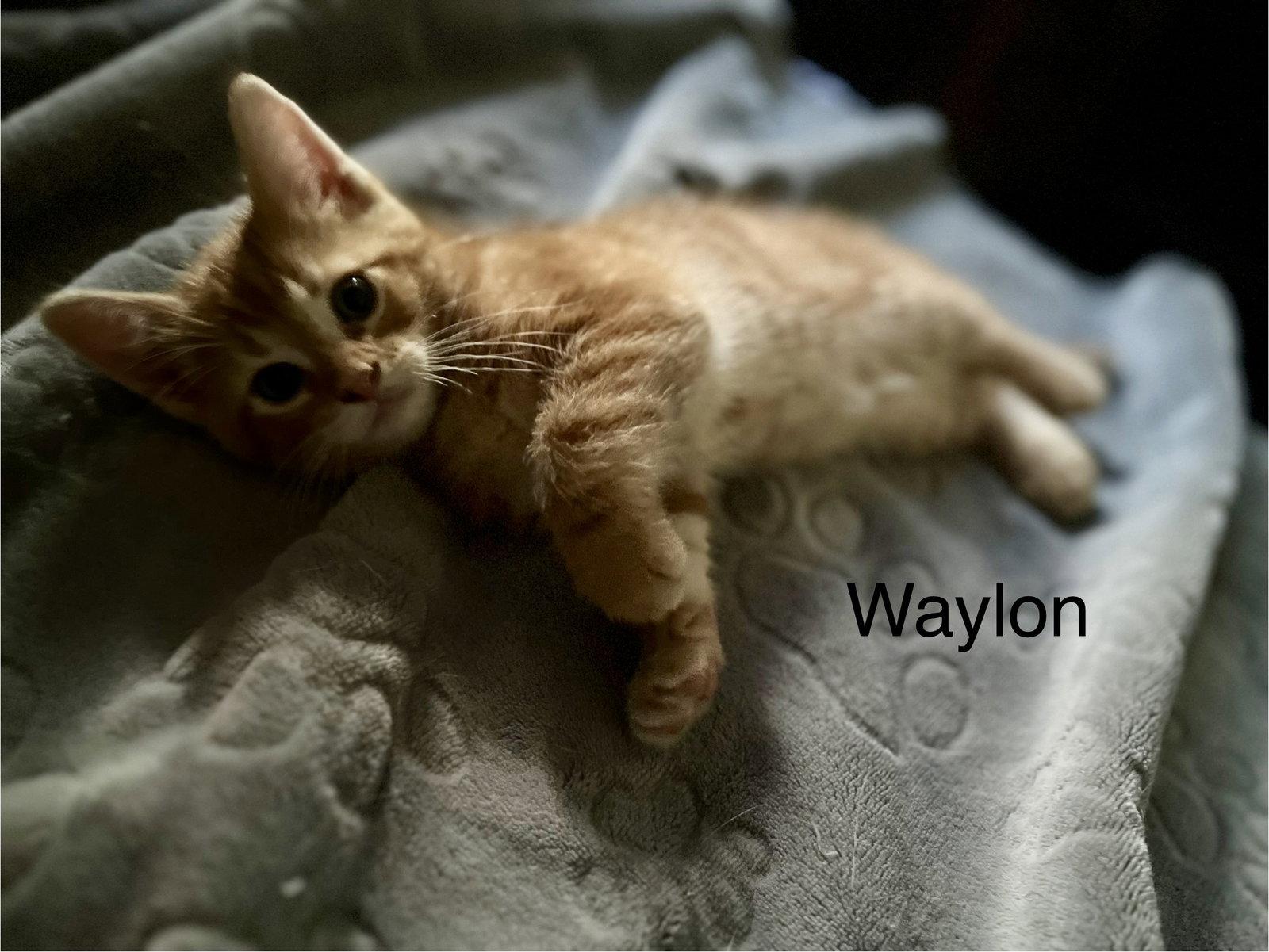 Waylon BM, a Adoptable Domestic Short Hair in Clinton, MI image 1/3