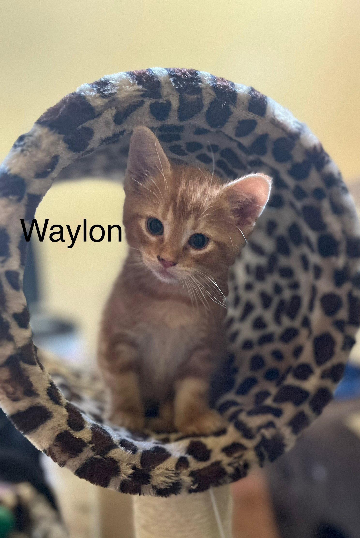 Waylon BM, a Adoptable Domestic Short Hair in Clinton, MI image 2/3