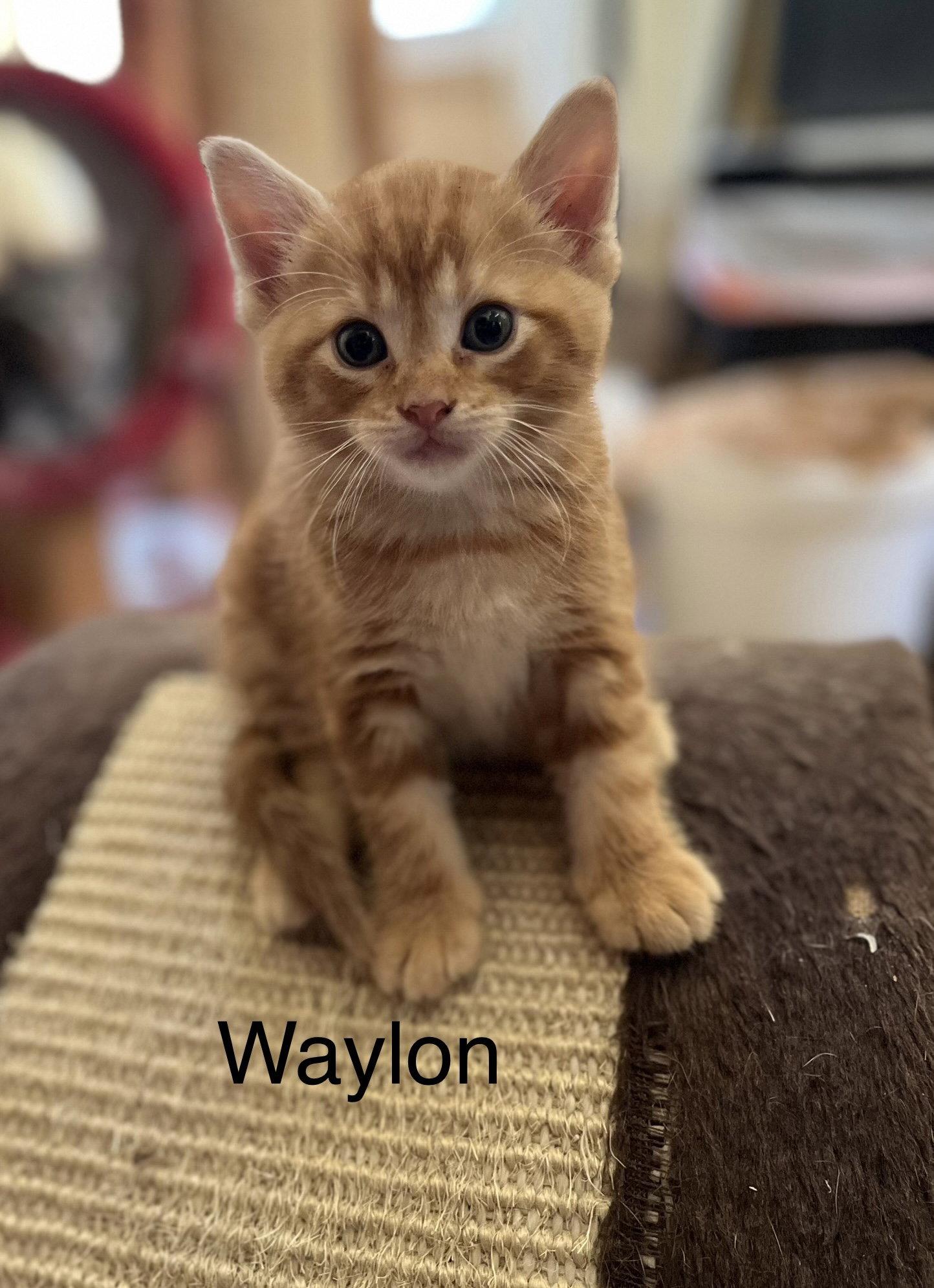 Waylon BM, a Adoptable Domestic Short Hair in Clinton, MI image 3/3