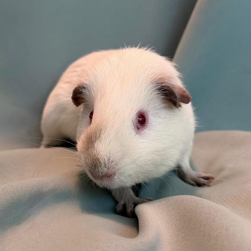 Enlarge Iggy (bonded to Hiccup), a Adoptable Guinea Pig in Columbia, MD image 2/4