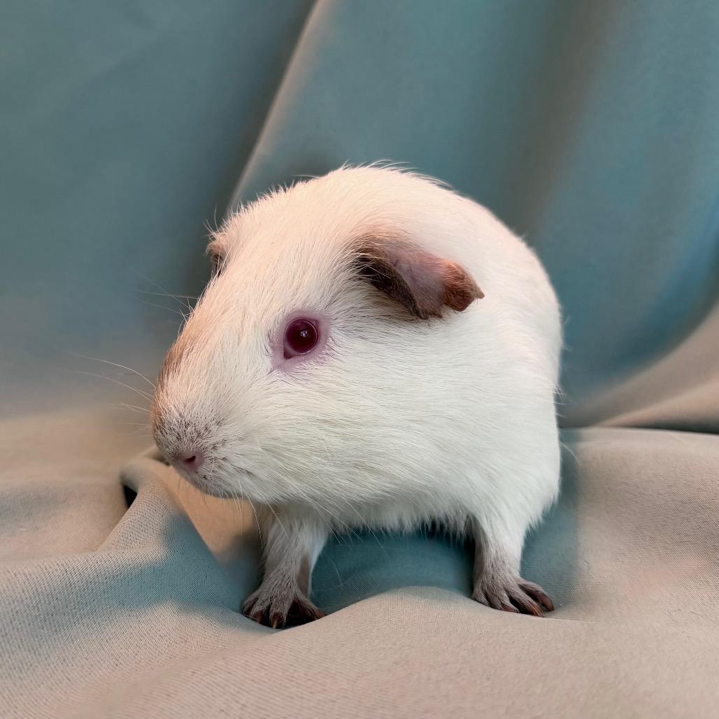 Enlarge Iggy (bonded to Hiccup), a Adoptable Guinea Pig in Columbia, MD image 4/4