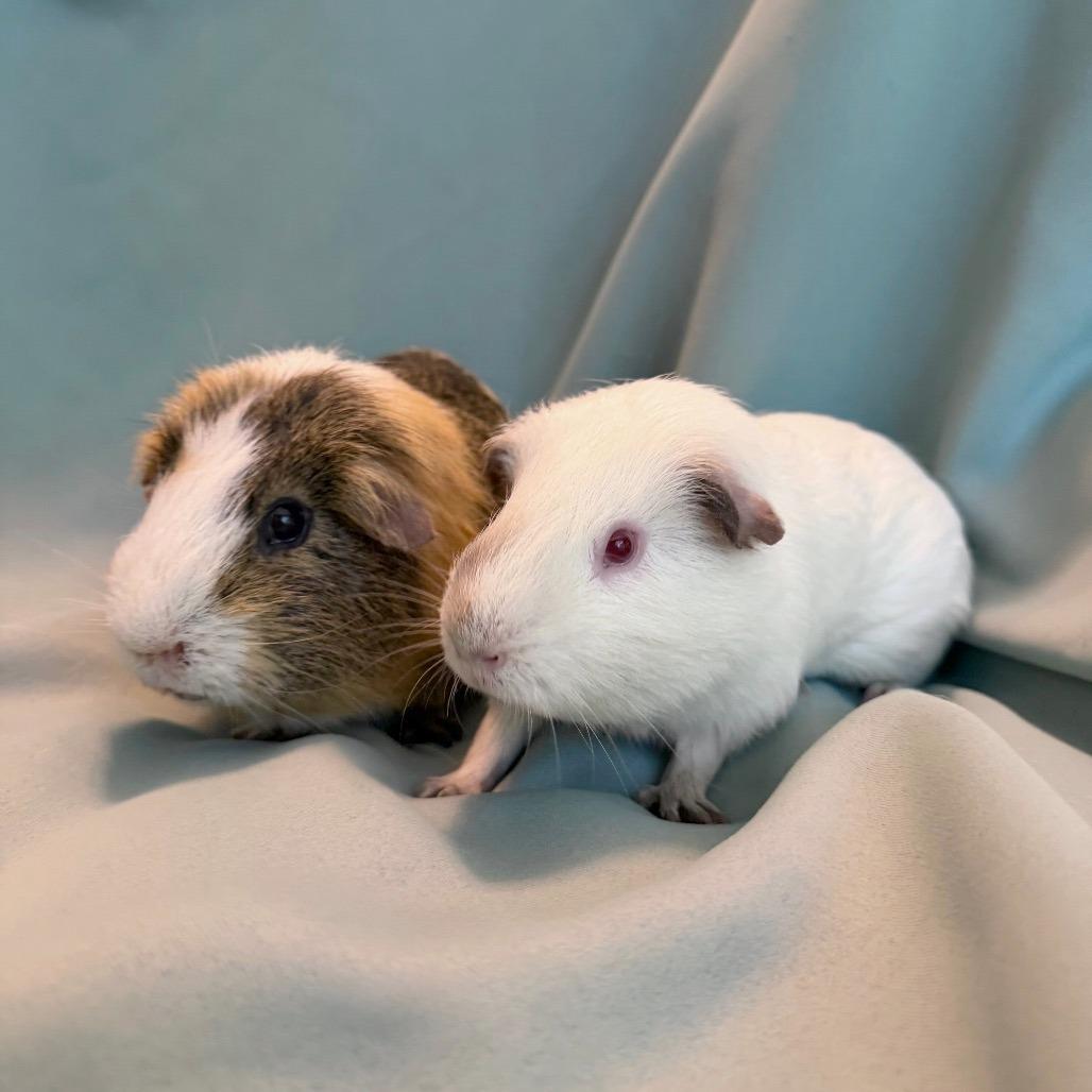 Enlarge Iggy (bonded to Hiccup), a Adoptable Guinea Pig in Columbia, MD image 3/4