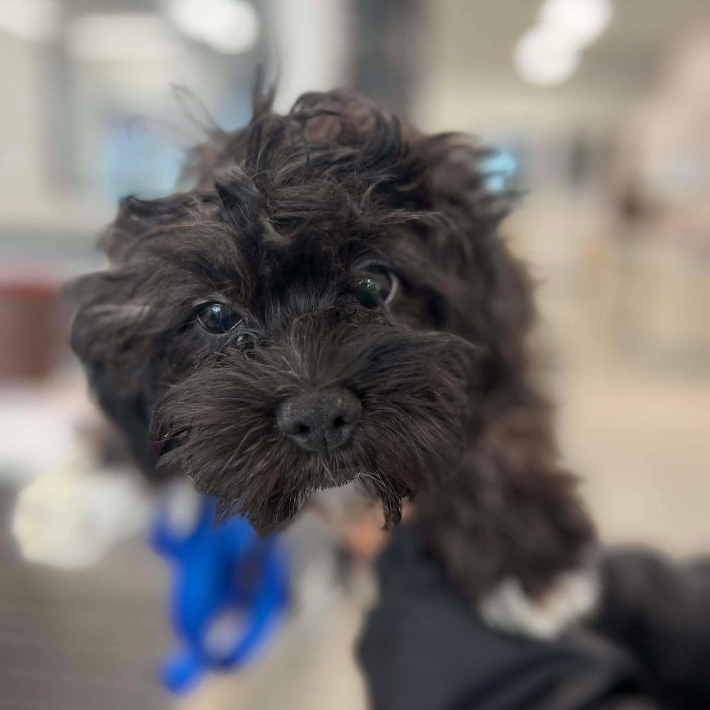 Kiwi, Adoptable, Puppy Female Shih Tzu & Bichon Frise.