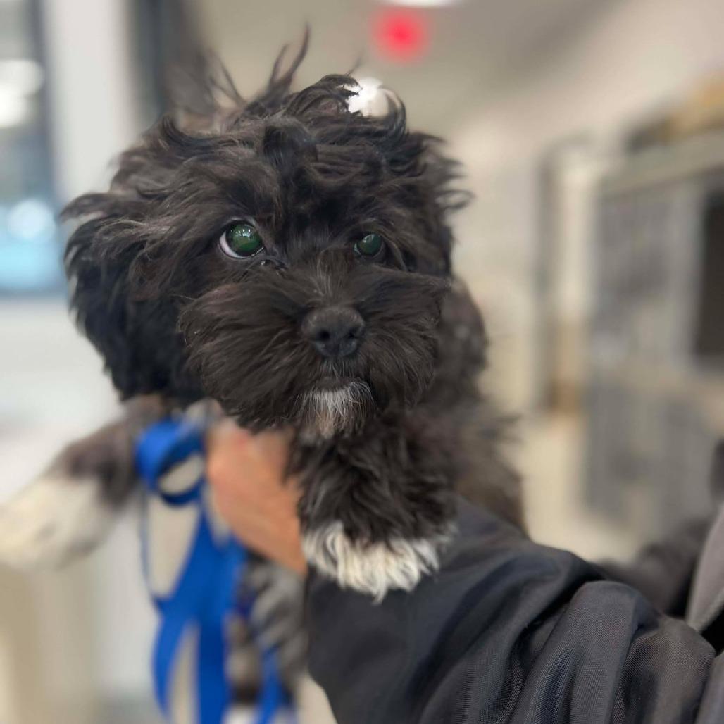 Kiwi, a Adoptable mixed breed in St. Charles, IL image 2/6