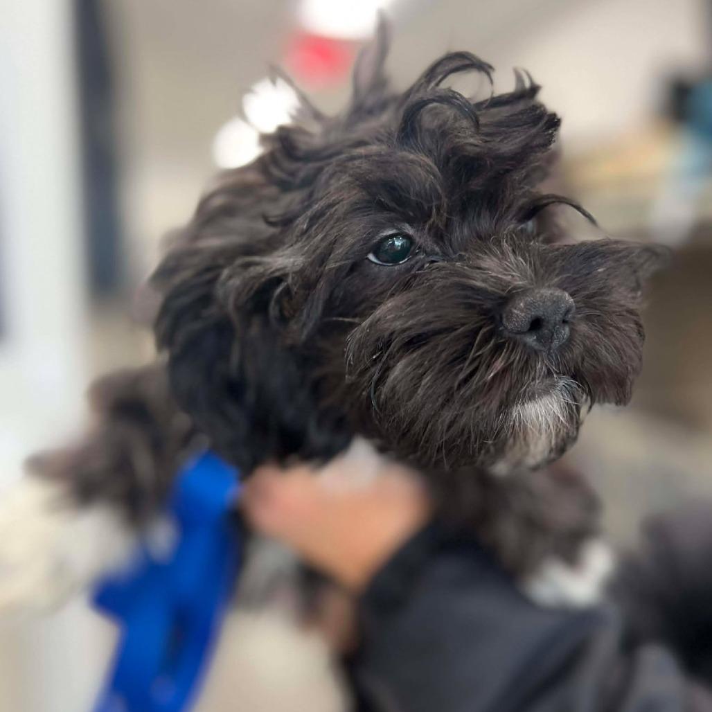 Kiwi, a Adoptable mixed breed in St. Charles, IL image 3/6