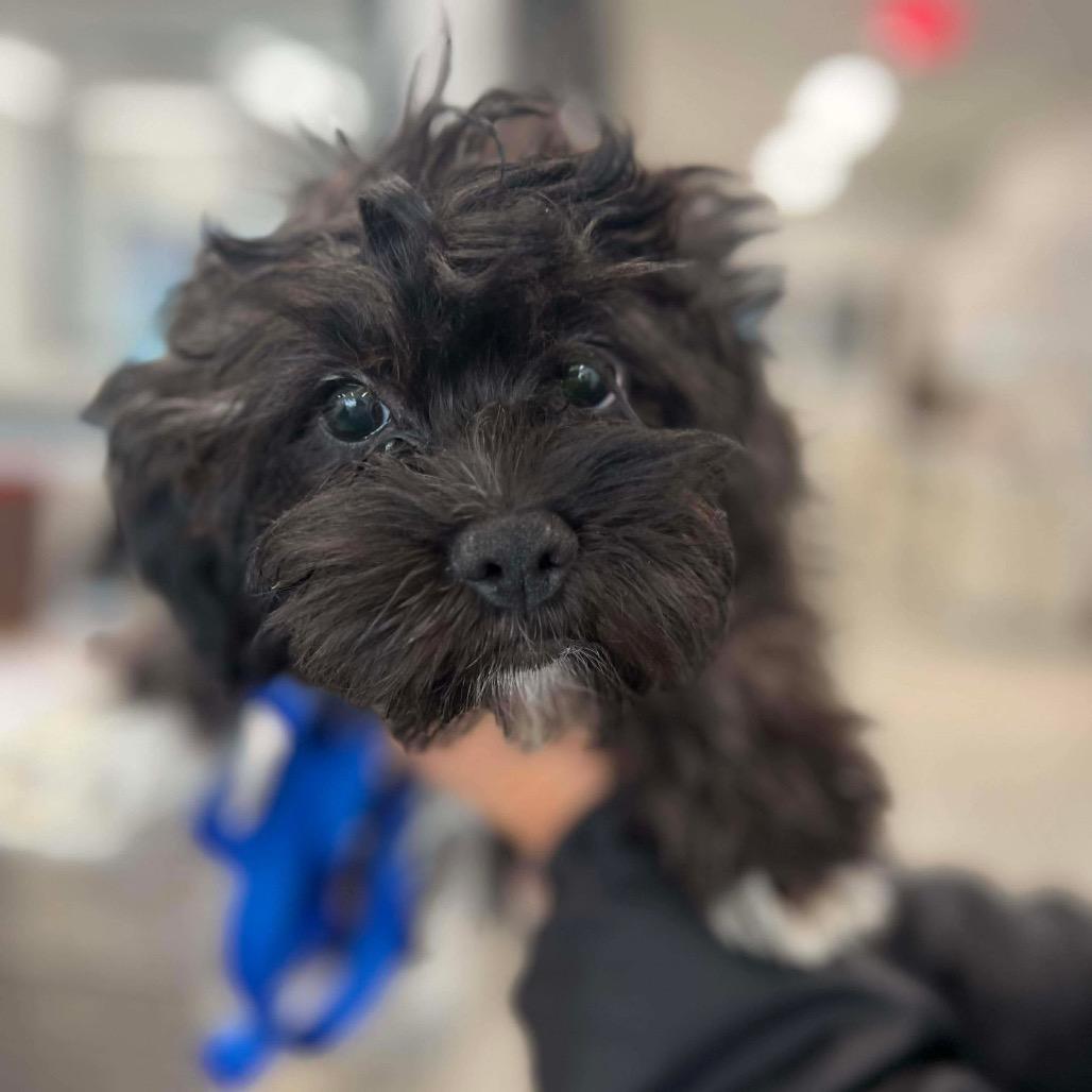 Kiwi, a Adoptable mixed breed in St. Charles, IL image 4/6