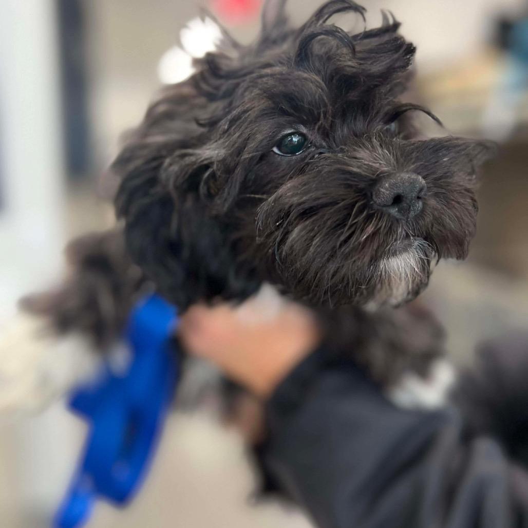 Kiwi, a Adoptable mixed breed in St. Charles, IL image 5/6