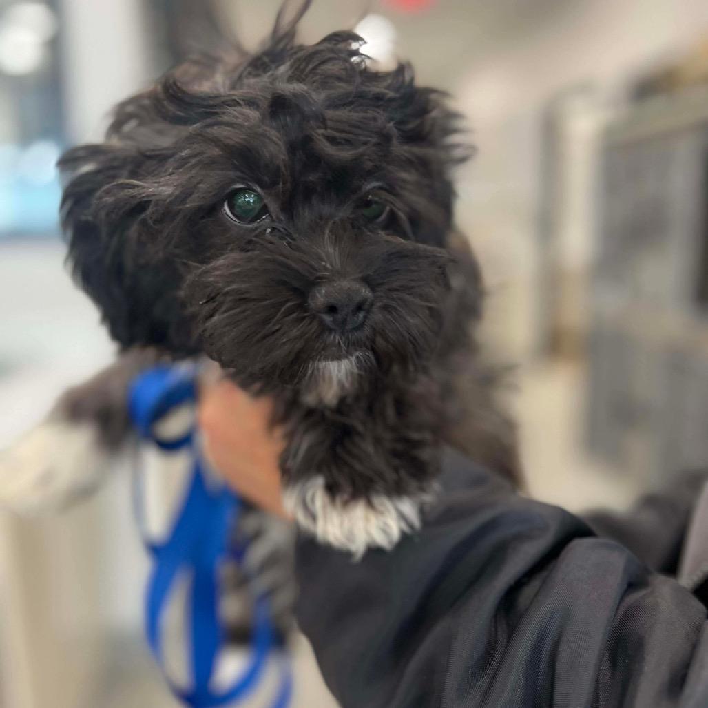 Kiwi, a Adoptable mixed breed in St. Charles, IL image 6/6