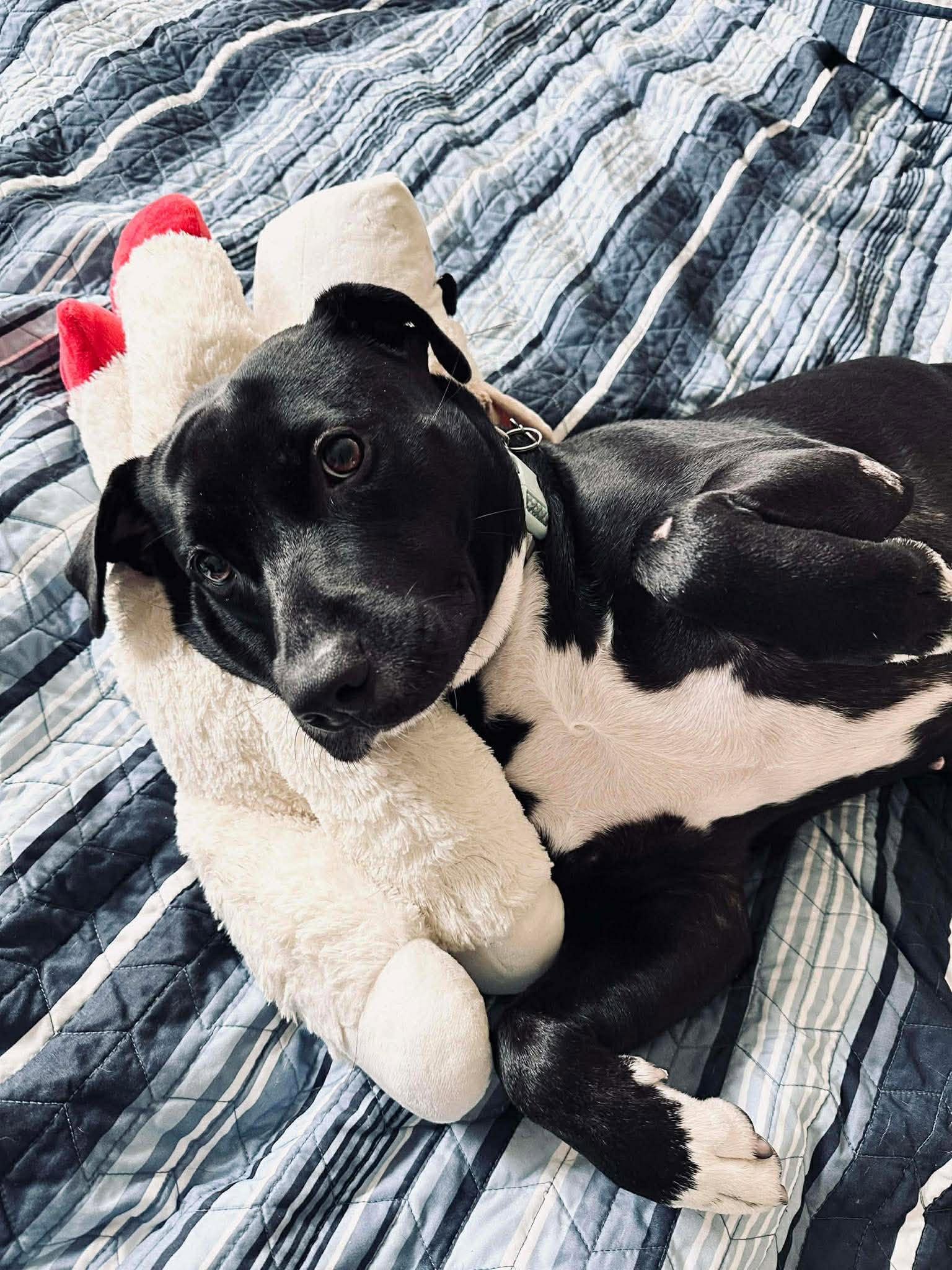Enlarge Akira, a Adoptable mixed breed in Grand Rapids, MI image 2/6