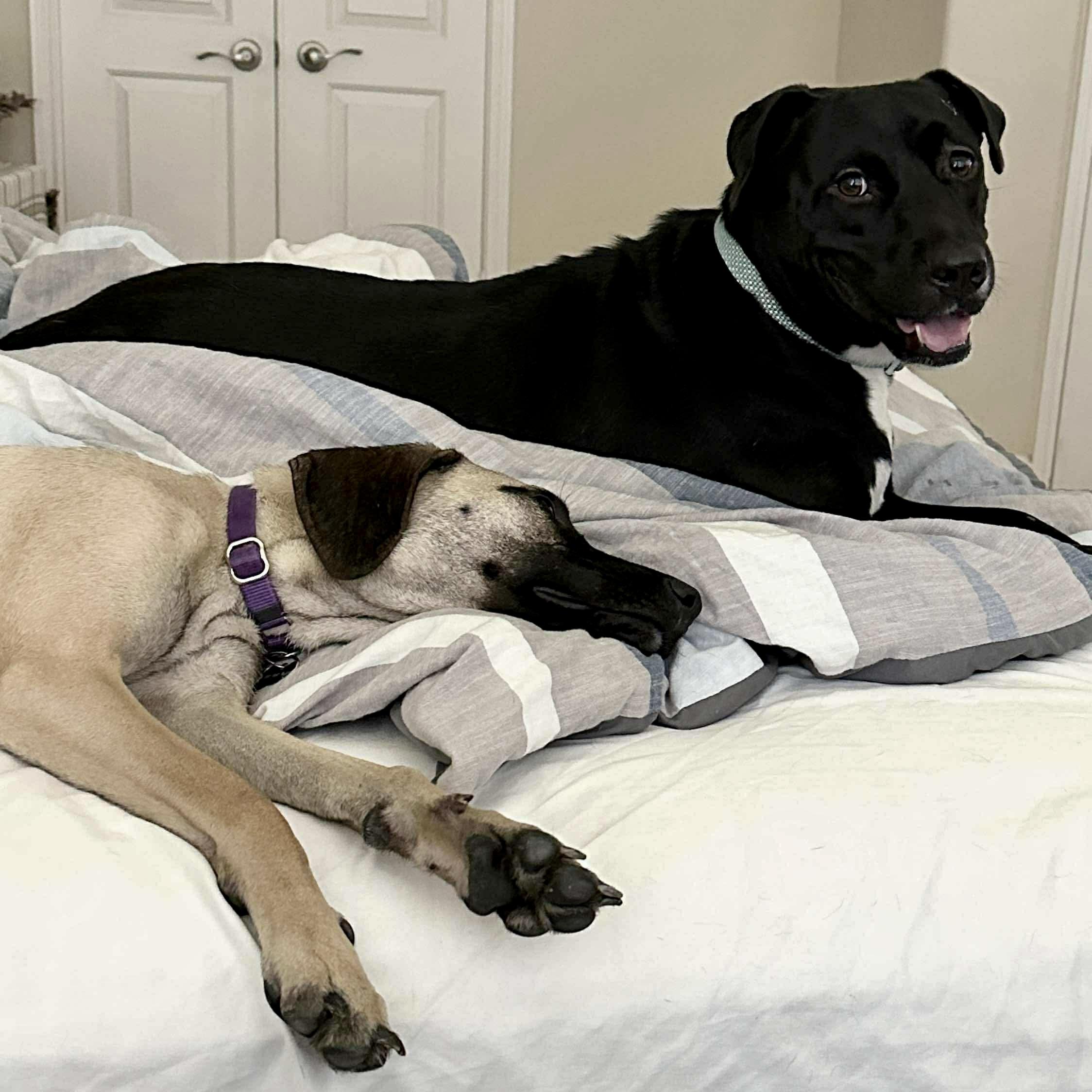 Enlarge Akira, a Adoptable mixed breed in Grand Rapids, MI image 5/6