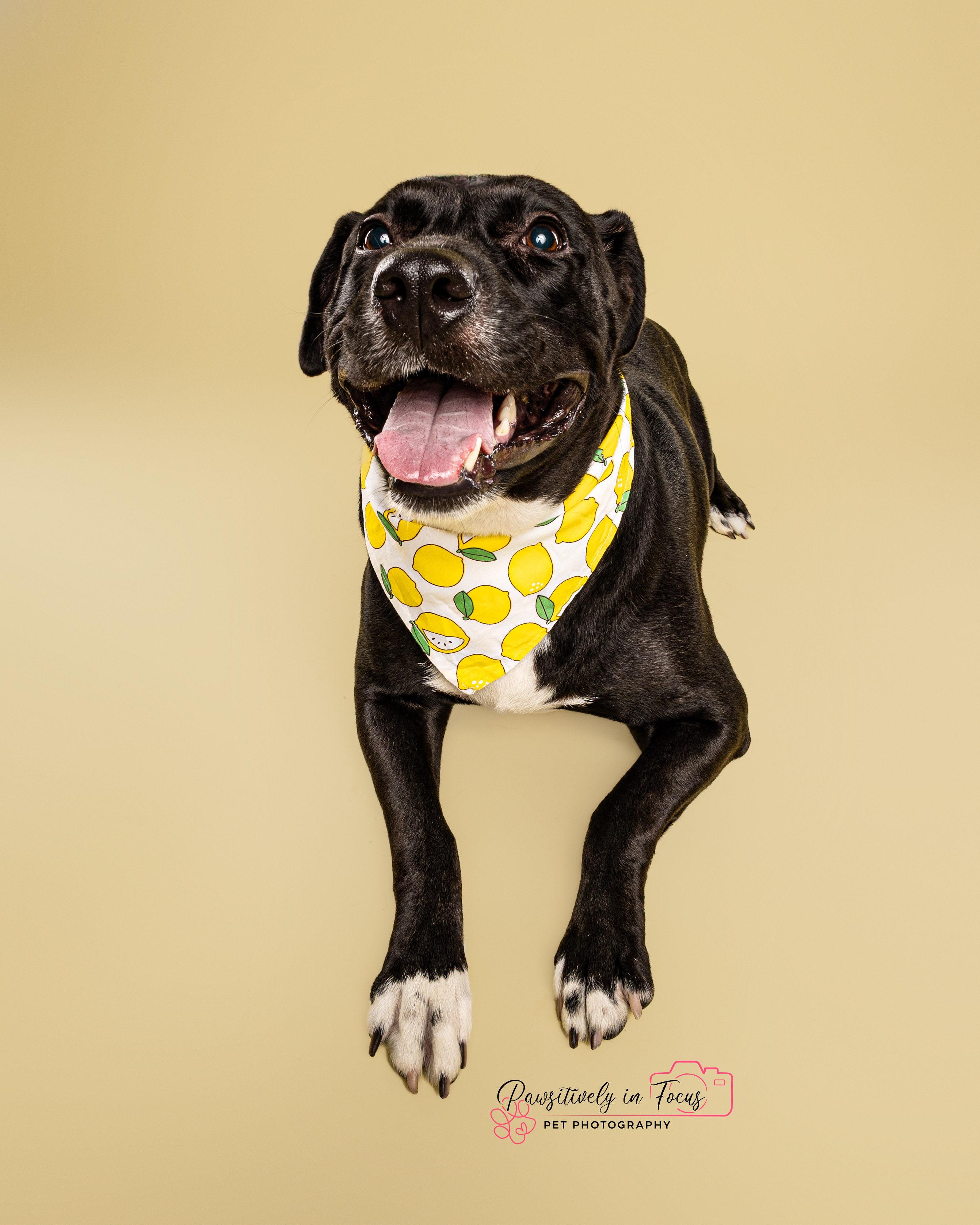 Akira, Adoptable, Adult Female American Staffordshire Terrier.