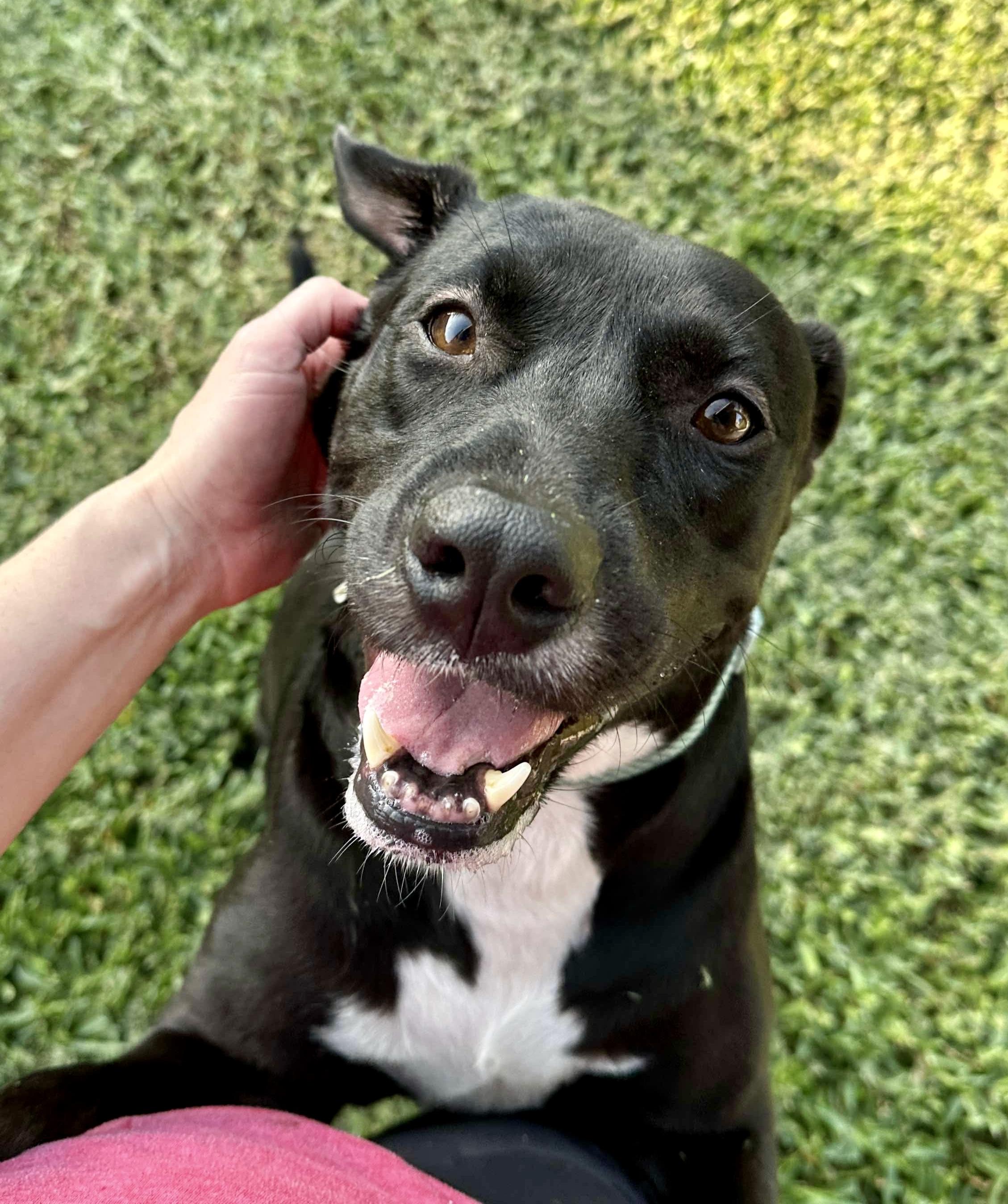 Enlarge Akira, a Adoptable mixed breed in Grand Rapids, MI image 3/6
