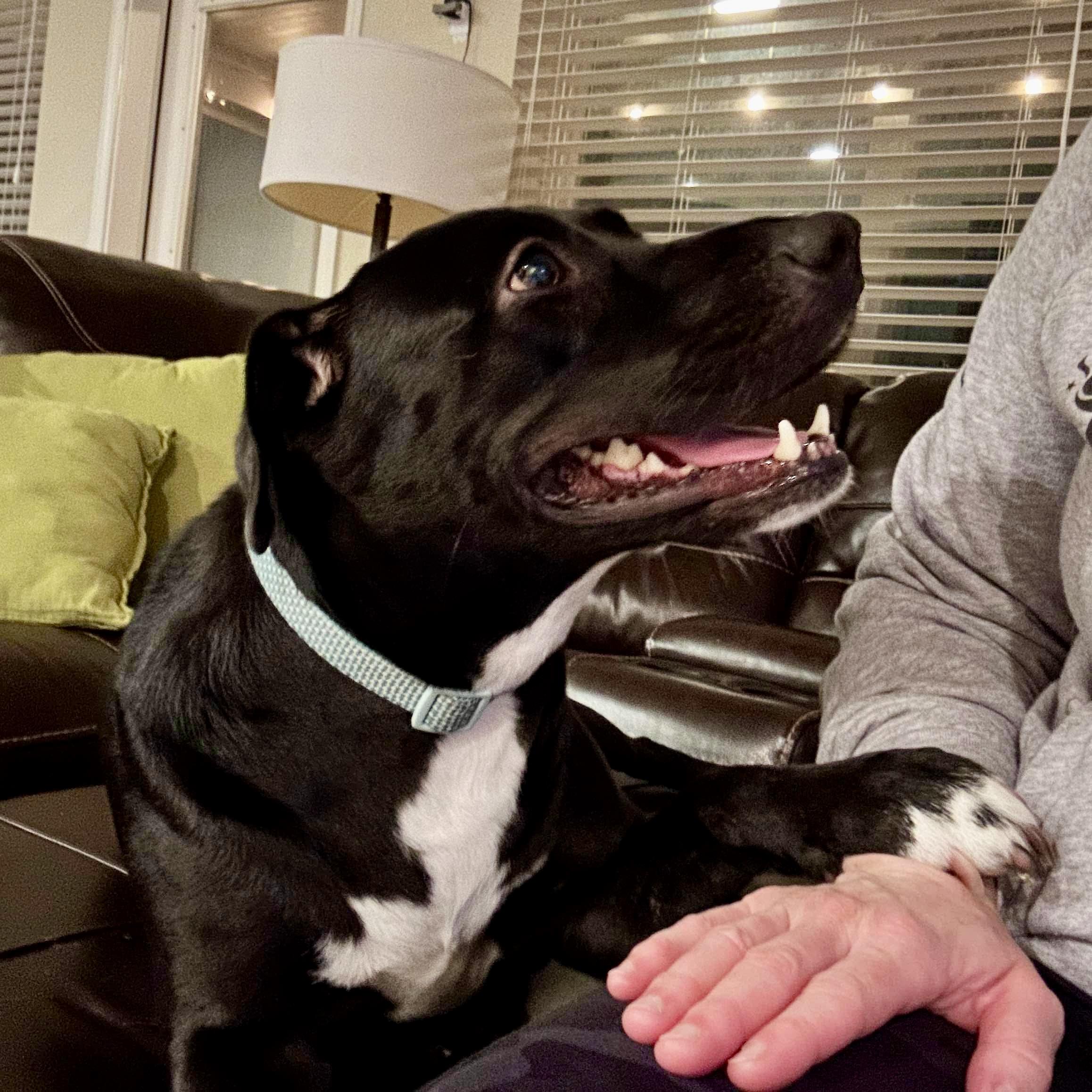 Enlarge Akira, a Adoptable mixed breed in Grand Rapids, MI image 4/6