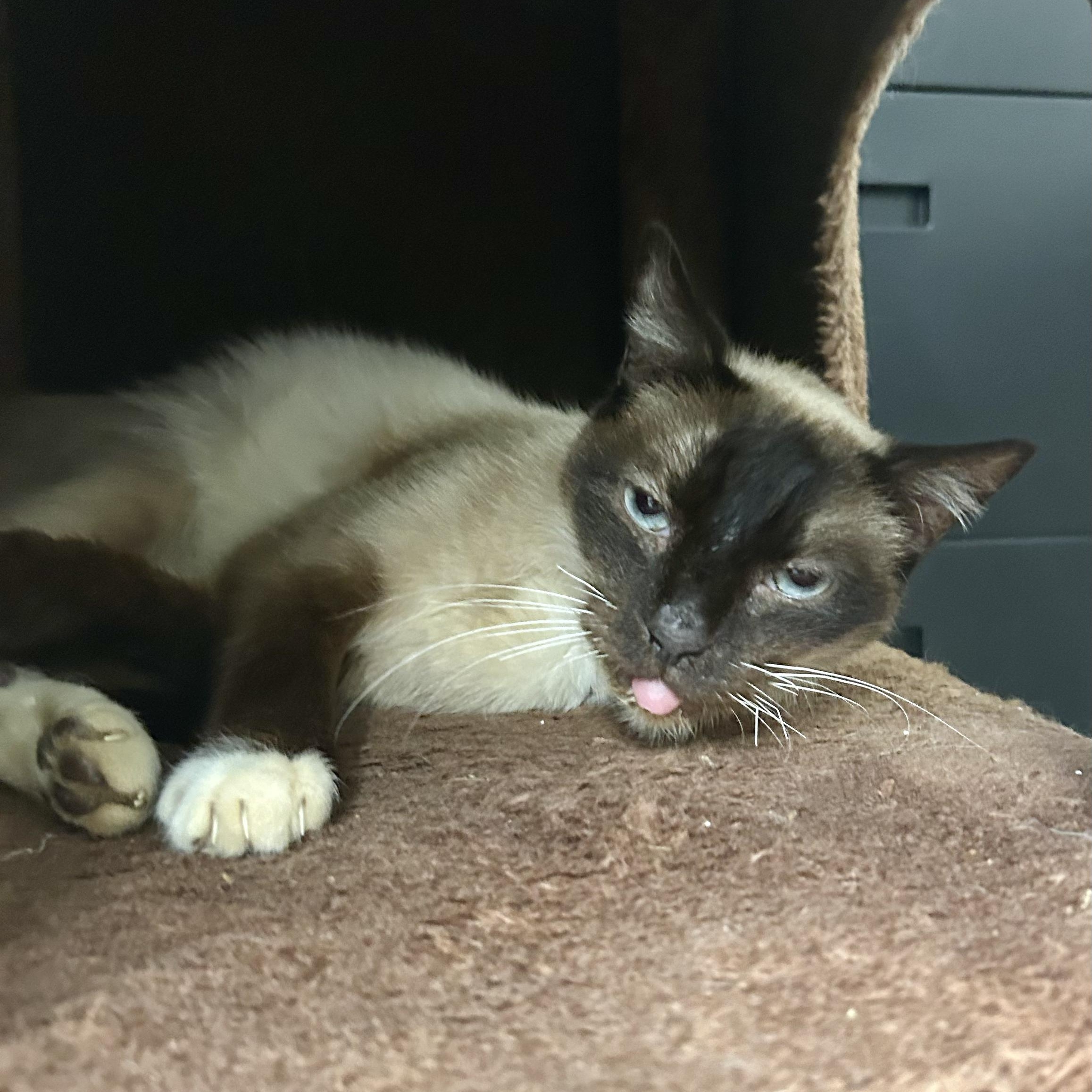 Simon, ADOPTABLE, Adult Male Siamese.