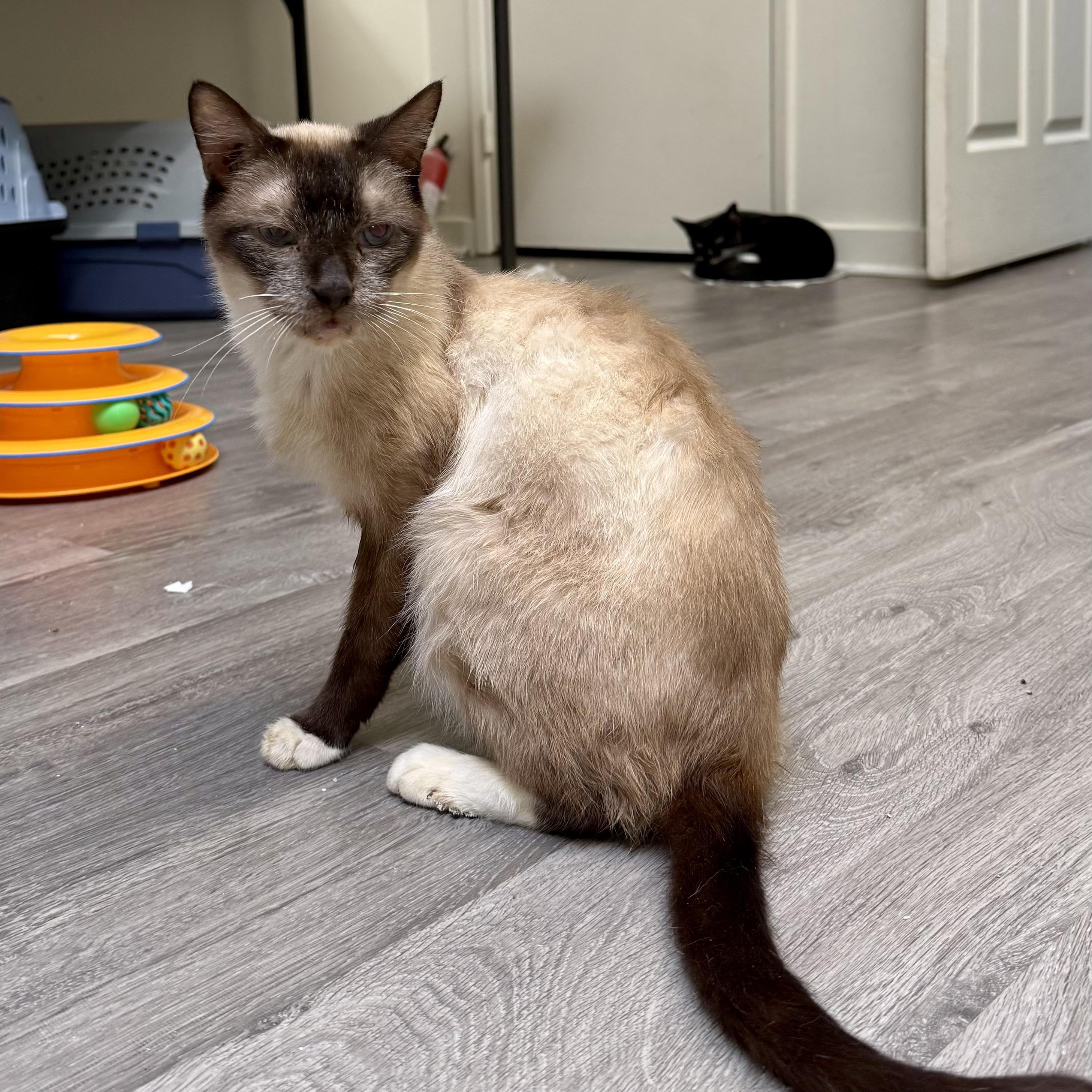 Simon, a ADOPTABLE Siamese in Santa Monica, CA image 2/2