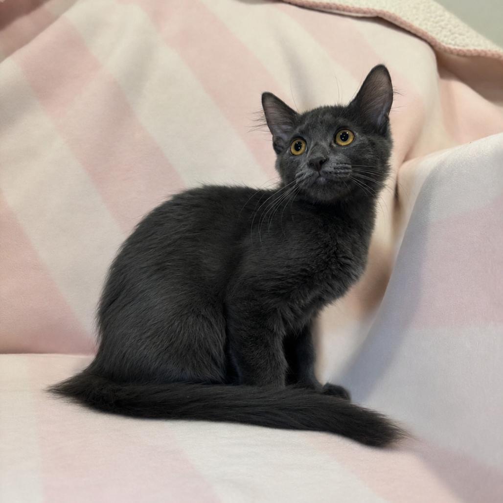 Buster, a Adoptable Domestic Medium Hair in Tucson, AZ image 1/2