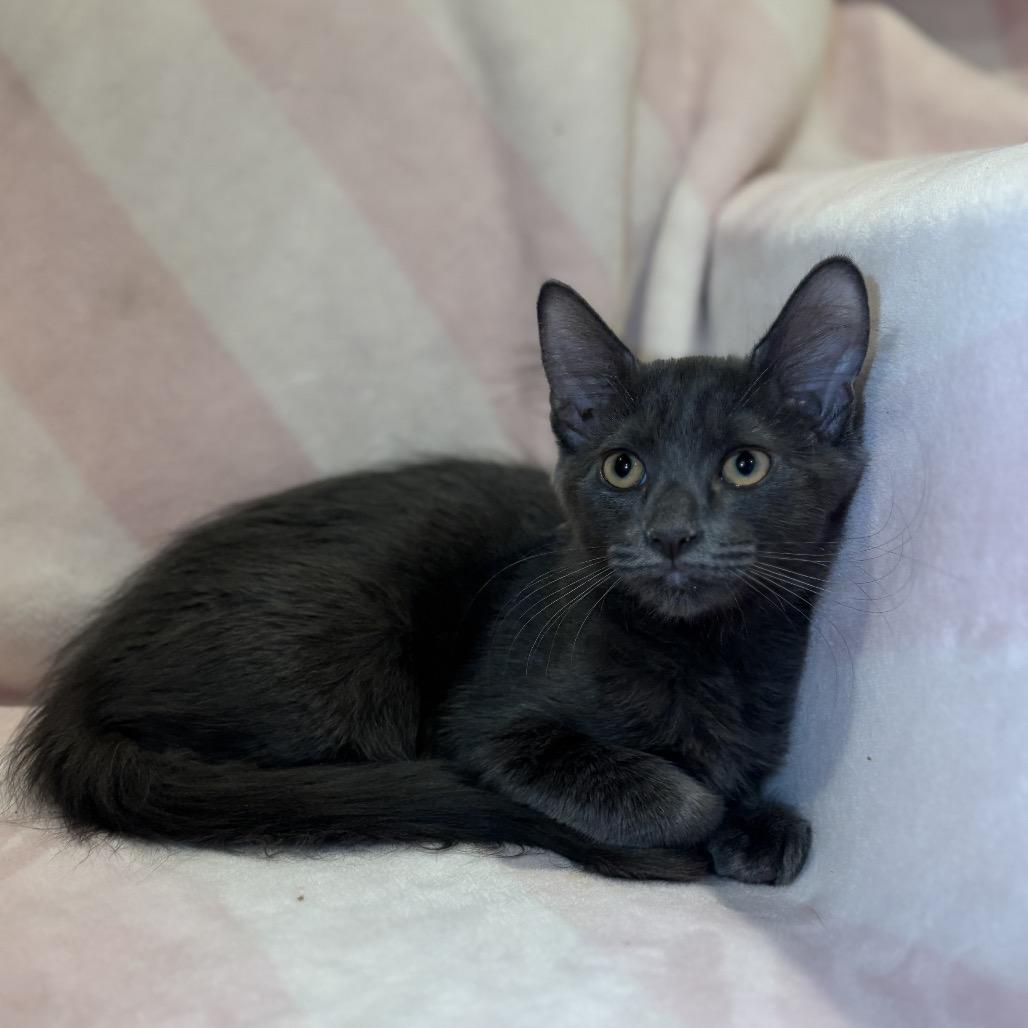Buster, a Adoptable Domestic Medium Hair in Tucson, AZ image 2/2