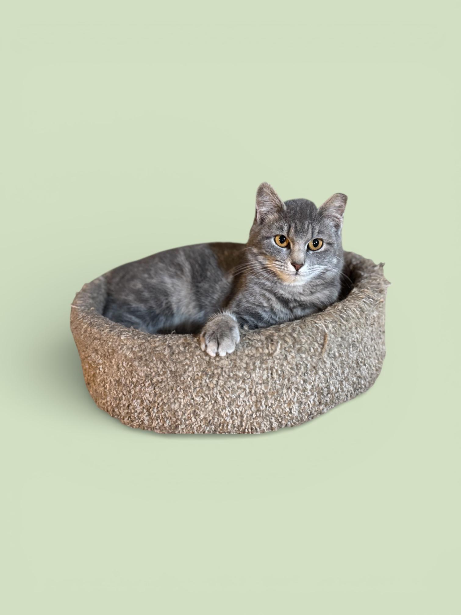 Vonna , an adopted Domestic Short Hair in Sedalia, MO image 1/3