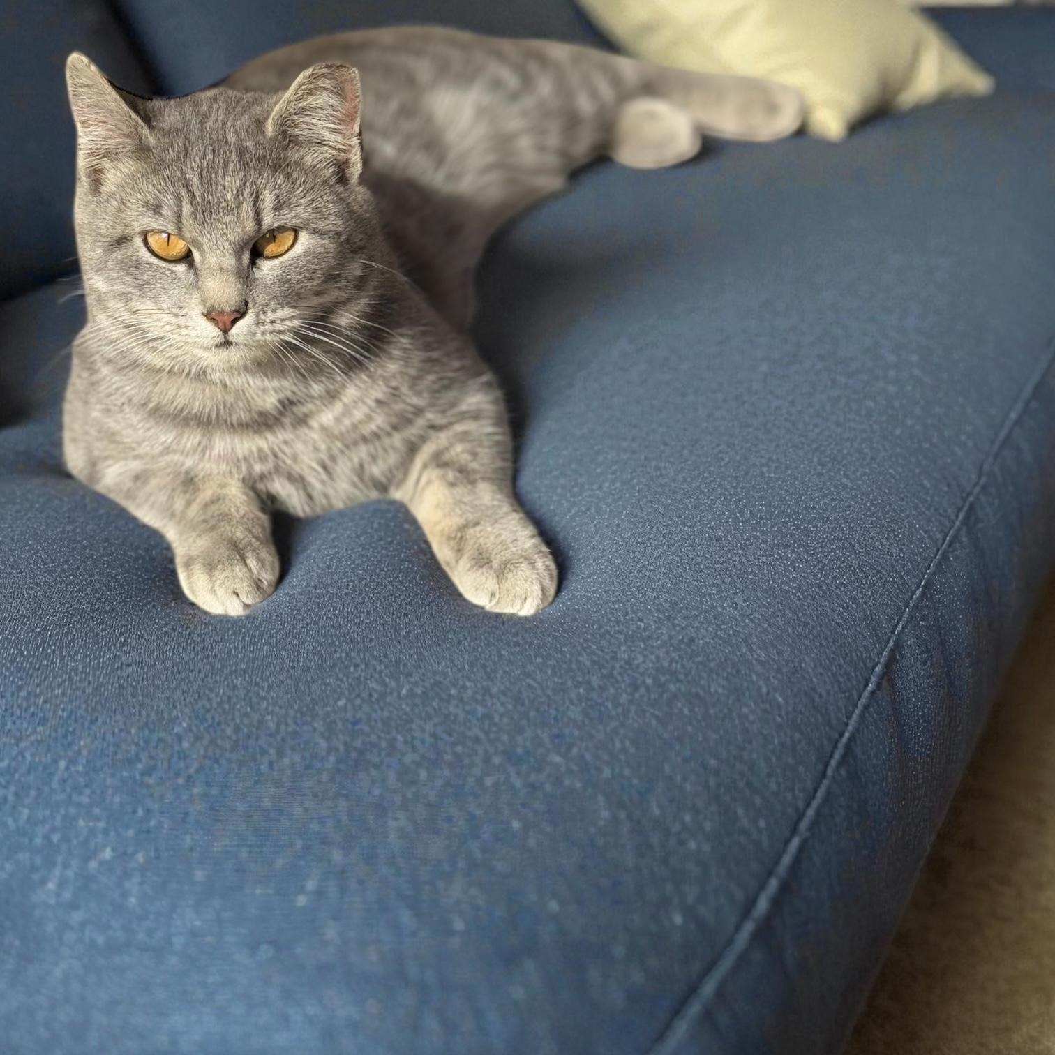 Vonna , an adopted Domestic Short Hair in Sedalia, MO image 2/3