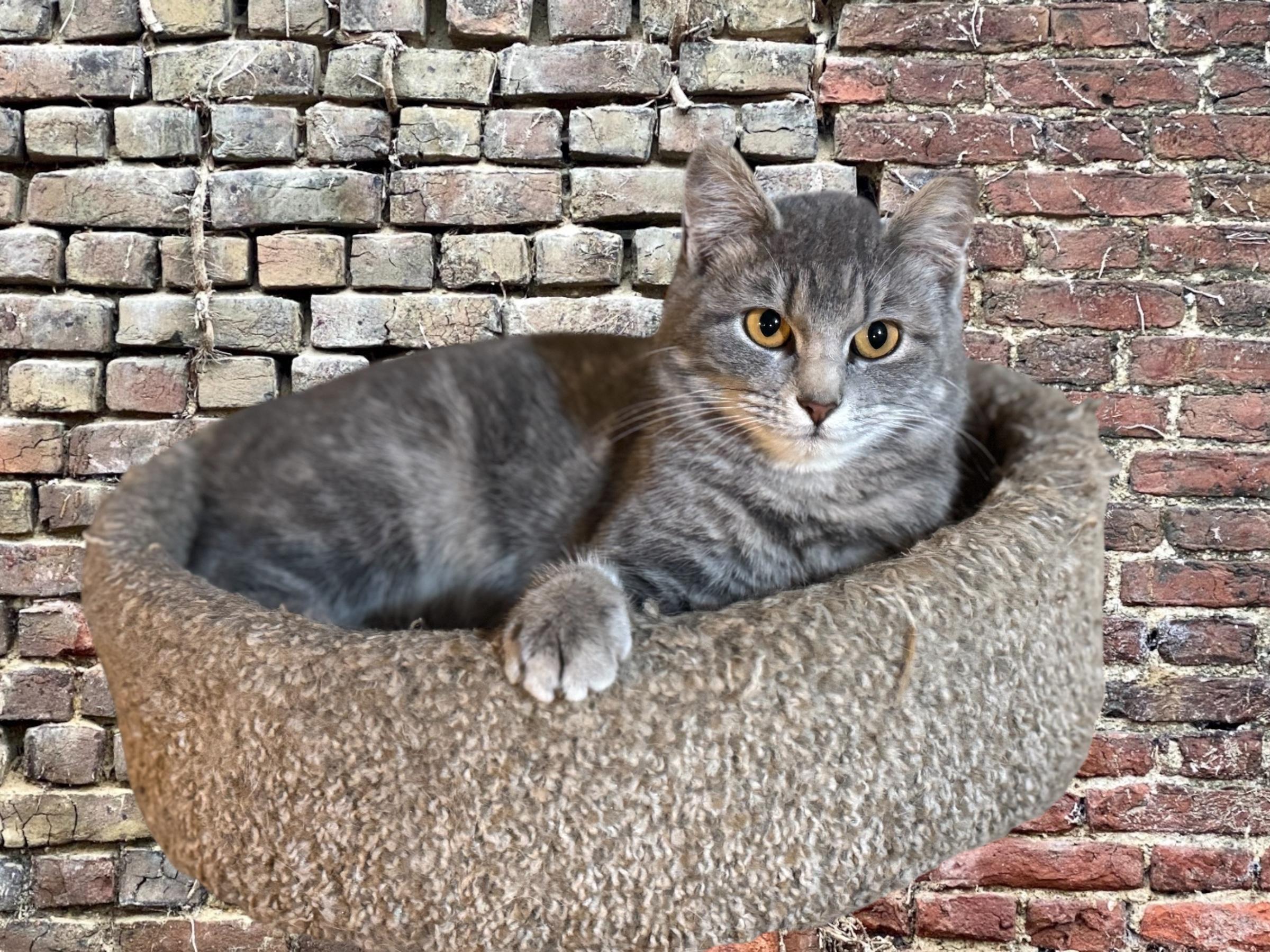 Vonna , an adopted Domestic Short Hair in Sedalia, MO image 3/3