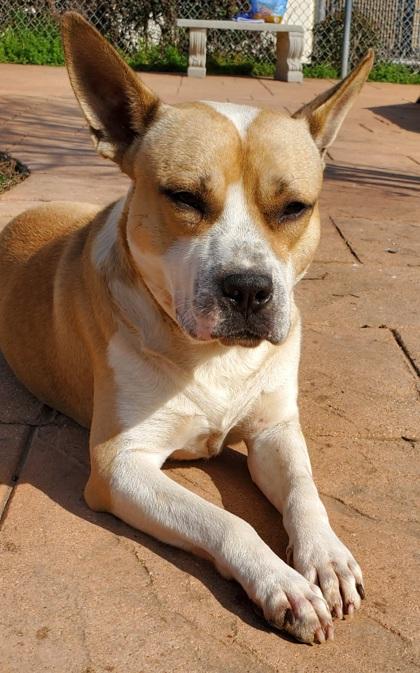 Pablo, Adoptable, Adult Male Terrier & Mixed Breed.