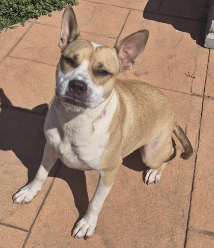 Enlarge Pablo, a Adoptable mixed breed in Shreveport, LA image 2/3