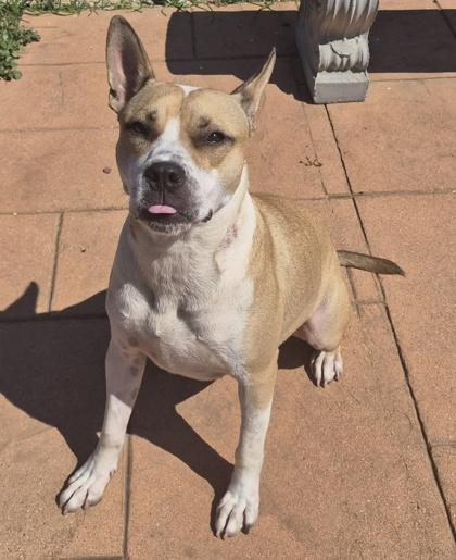 Enlarge Pablo, a Adoptable mixed breed in Shreveport, LA image 3/3