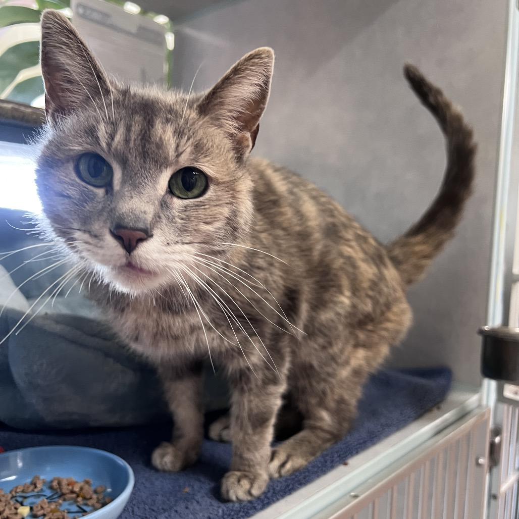 Derby, Adoptable, Senior Female Domestic Short Hair.