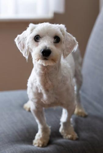 Link, a small breed rescue dog available for adoption in Michigan