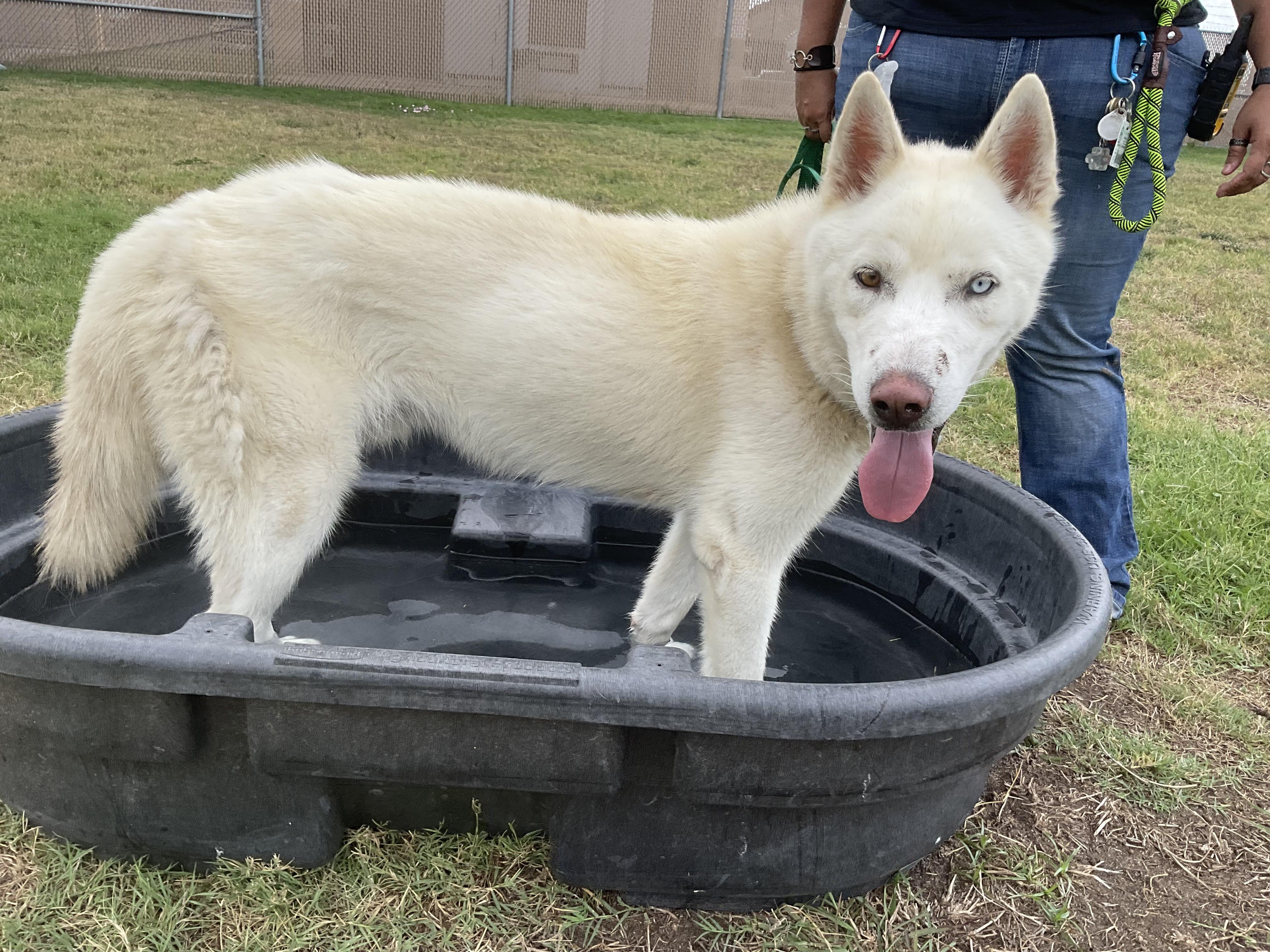 Onyx, Adoptable, Adult Male Husky.