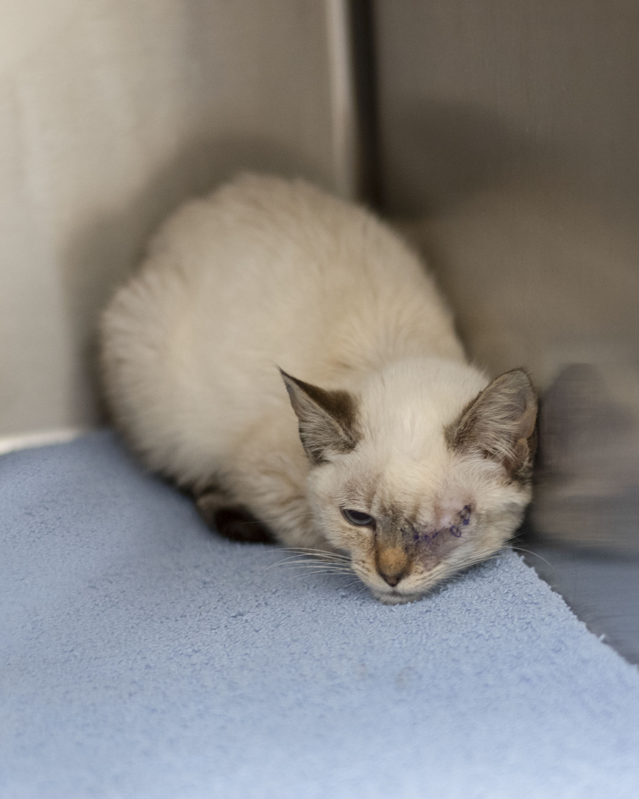 Petsmart Banfield Conyers Ga 96 - qw67mx5