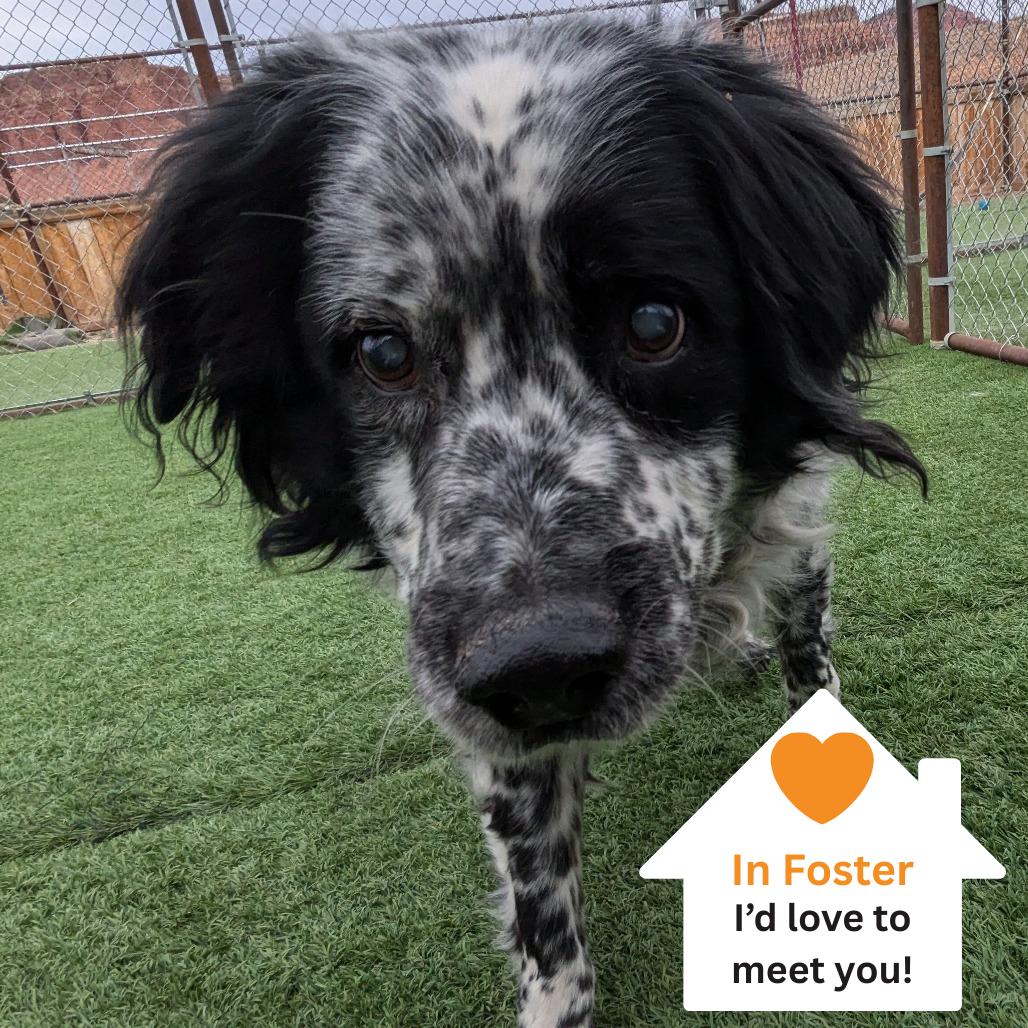 Enlarge Ben, a Adoptable Australian Cattle Dog / Blue Heeler in Salt Lake City, UT image 1/3