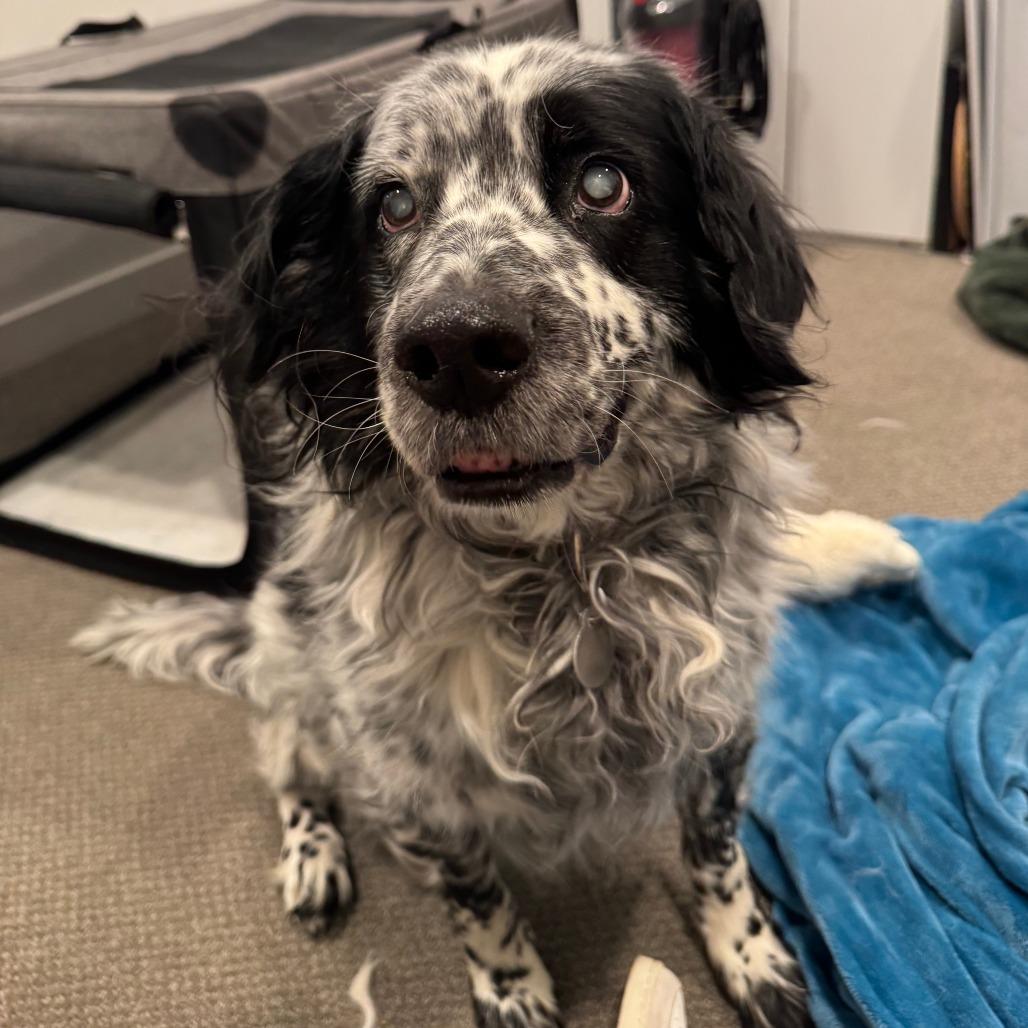 Enlarge Ben, a Adoptable Australian Cattle Dog / Blue Heeler in Salt Lake City, UT image 2/3