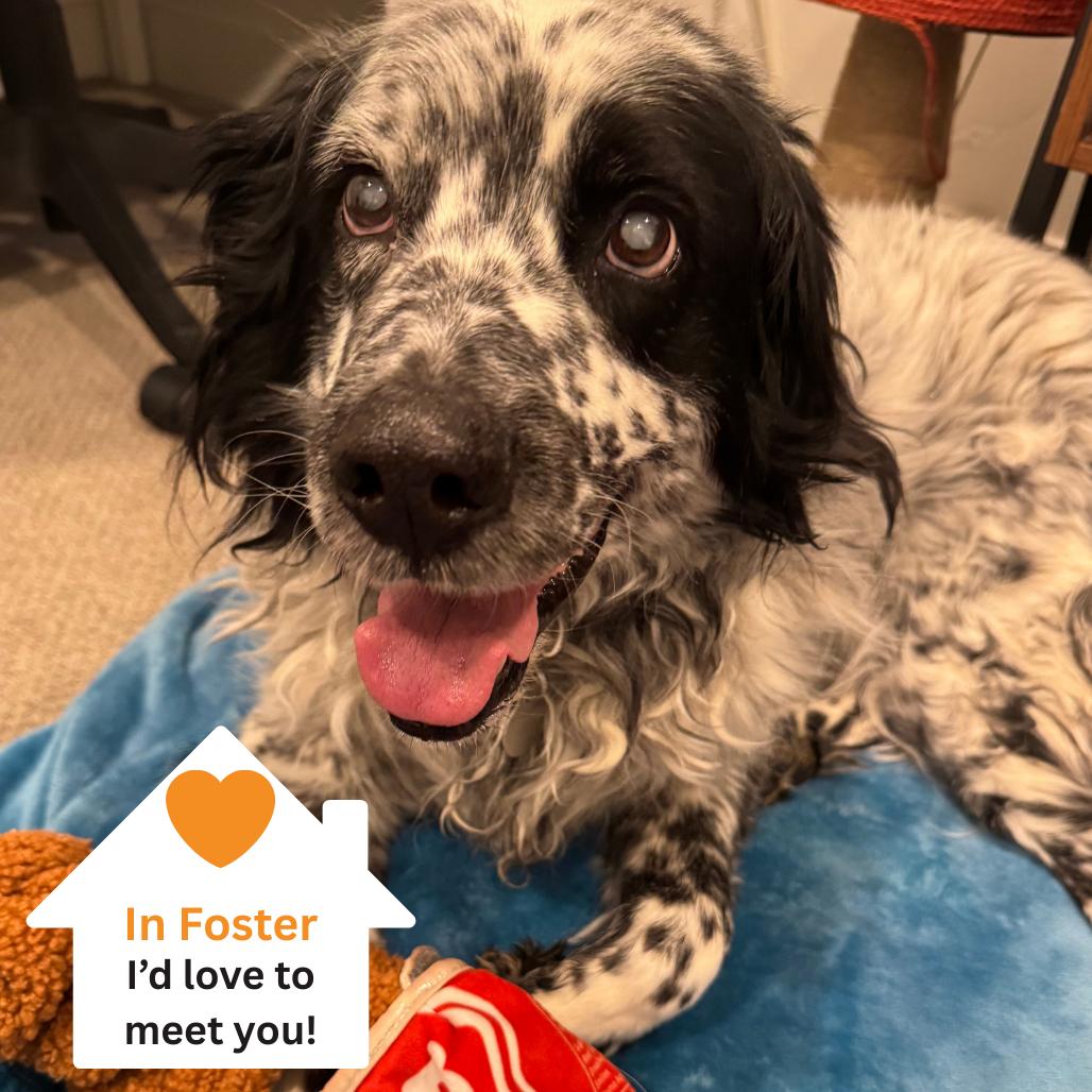Enlarge Ben, a Adoptable Australian Cattle Dog / Blue Heeler in Salt Lake City, UT image 3/3