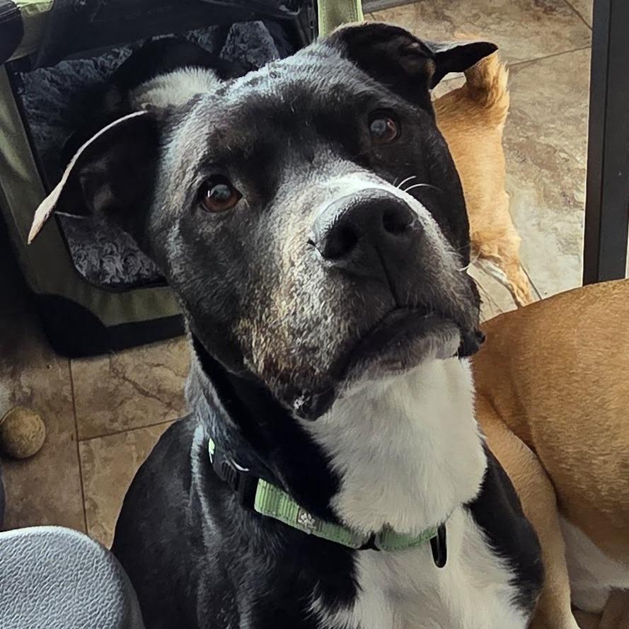 Zeus, Adoptable, Senior Male American Staffordshire Terrier & Boxer.