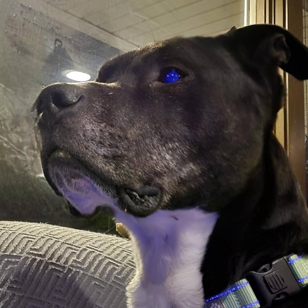 Zeus, a Adoptable mixed breed in Tunkhannock, PA image 3/3