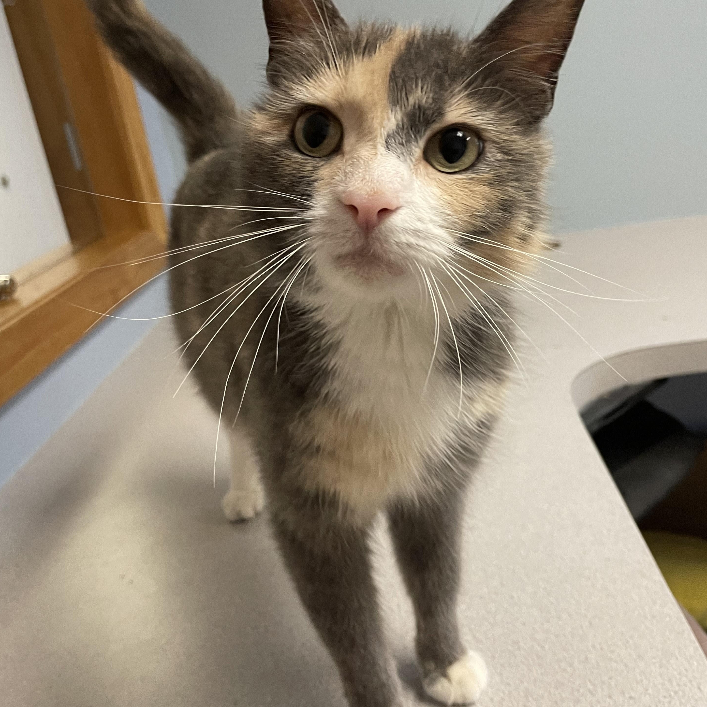 Valkyrie , an adopted Domestic Short Hair in Monson, MA image 3/3
