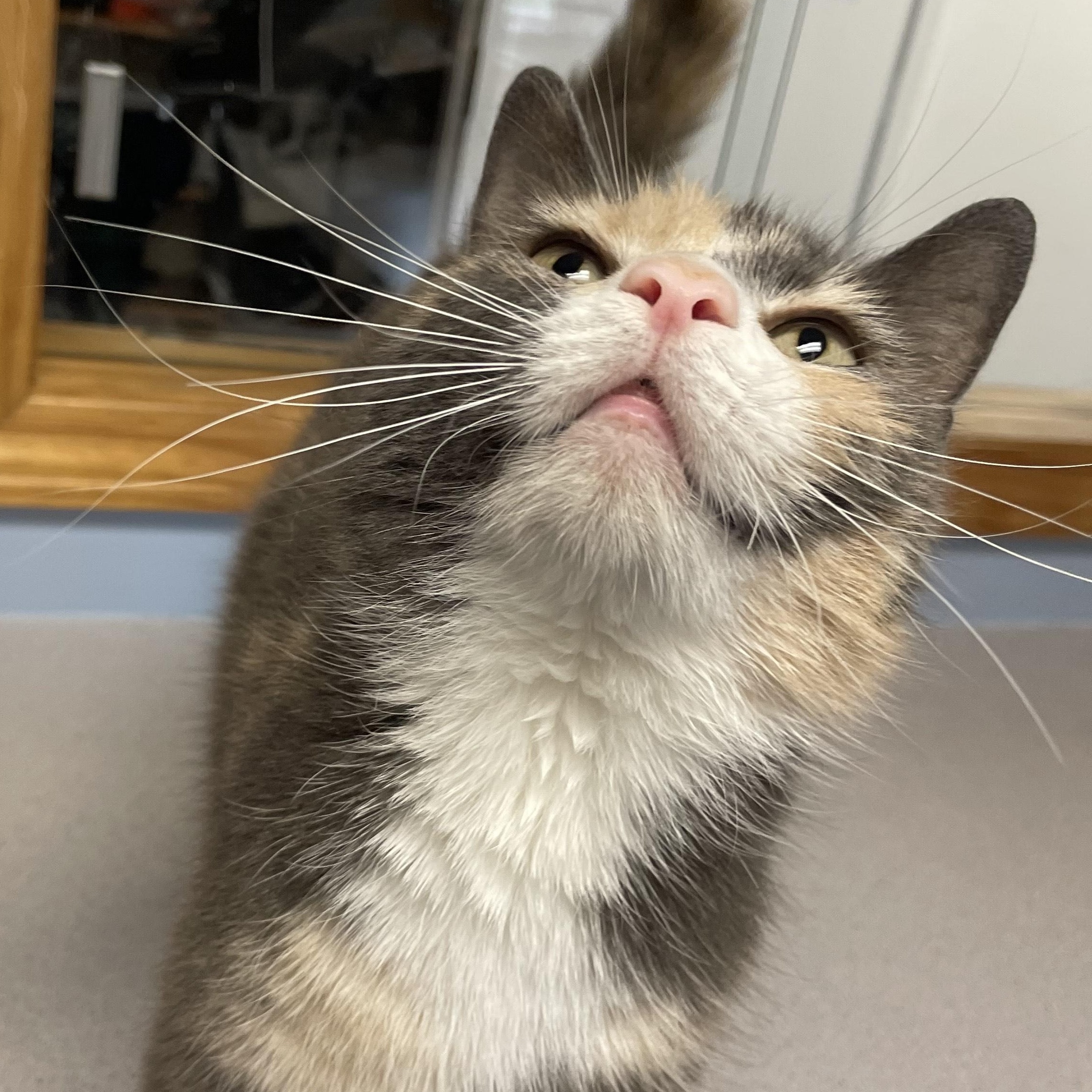 Valkyrie , an adopted Domestic Short Hair in Monson, MA image 2/3