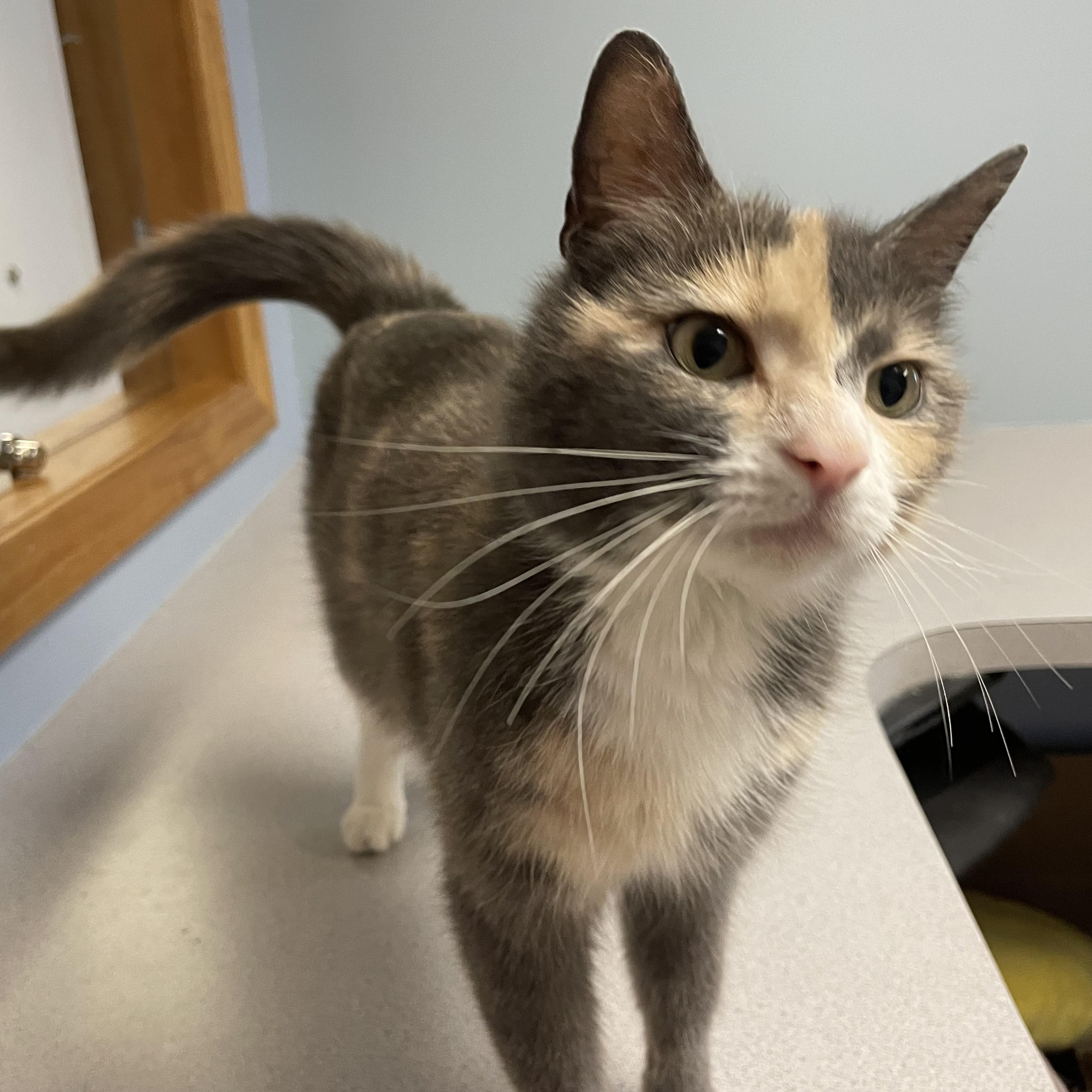 Valkyrie , adopted, Adult Female Domestic Short Hair.