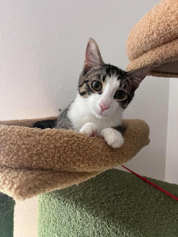 Enlarge Truman, a Adoptable Domestic Short Hair in Shawnee, OK image 2/5