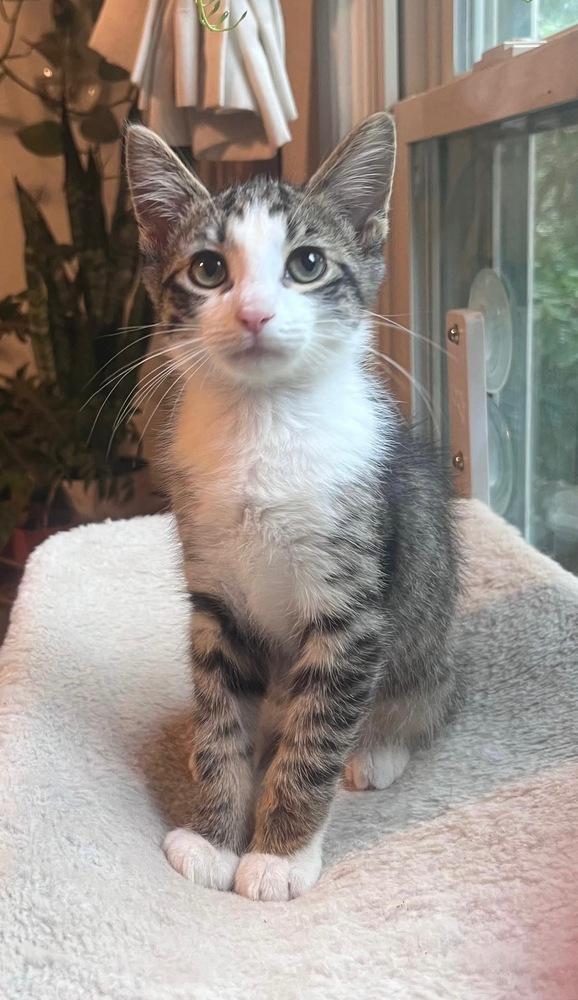 Enlarge Truman, a Adoptable Domestic Short Hair in Shawnee, OK image 3/5