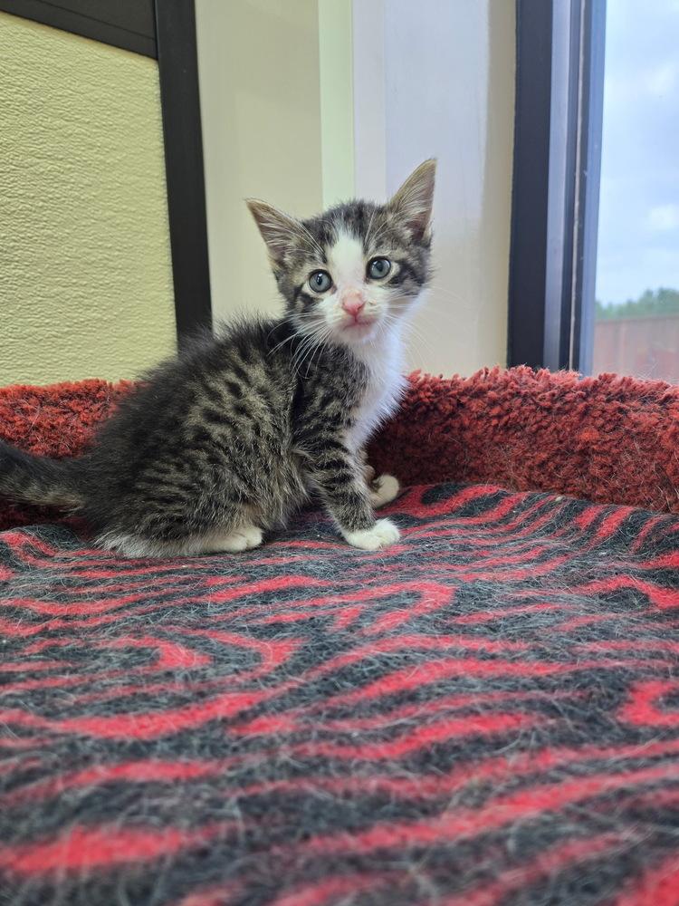 Enlarge Truman, a Adoptable Domestic Short Hair in Shawnee, OK image 4/5