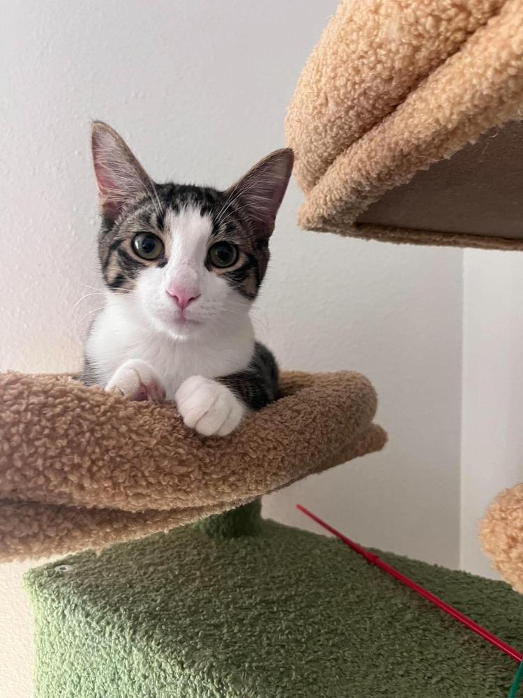 Enlarge Truman, a Adoptable Domestic Short Hair in Shawnee, OK image 5/5