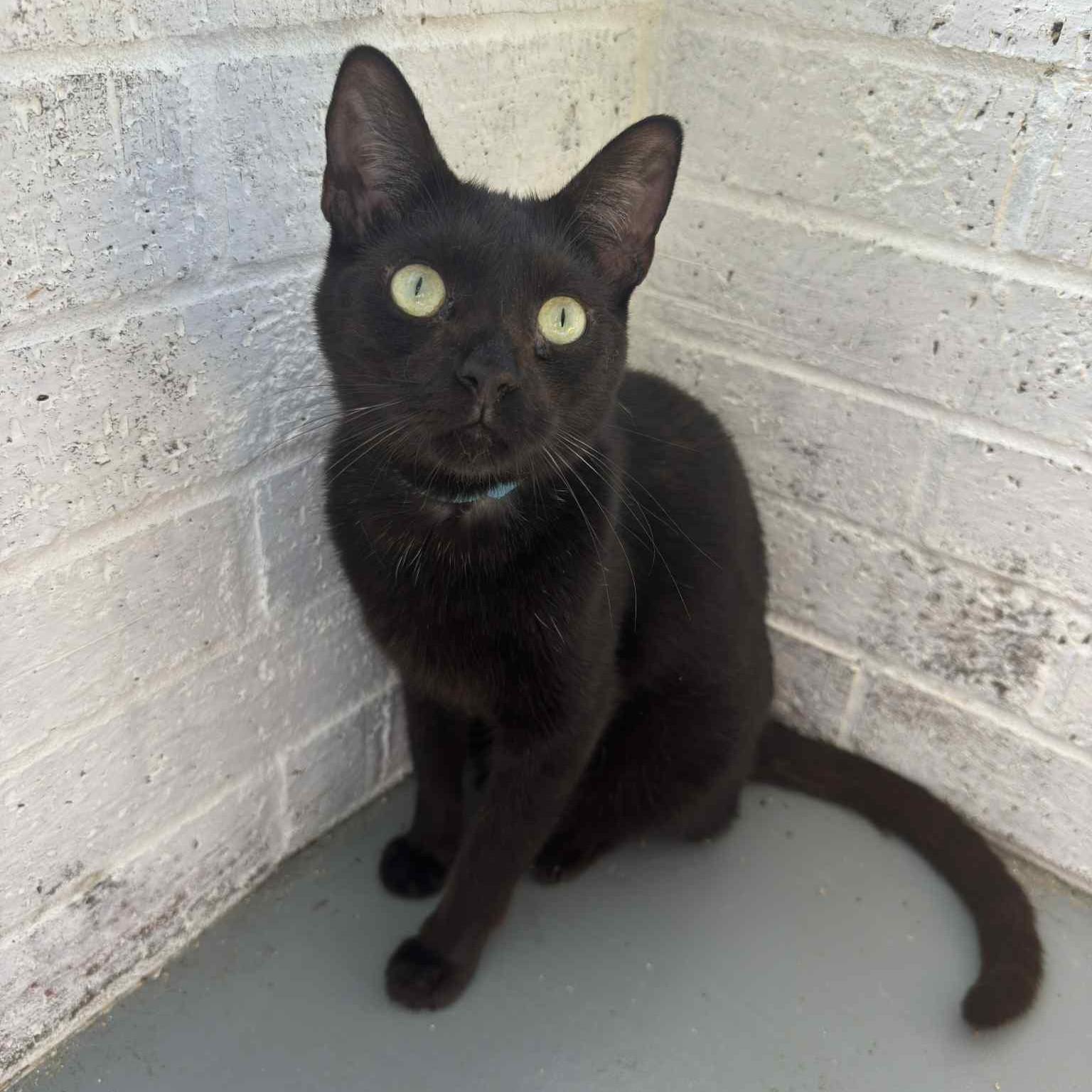 PAUL, a Adoptable Domestic Short Hair in Flint, TX image 2/2
