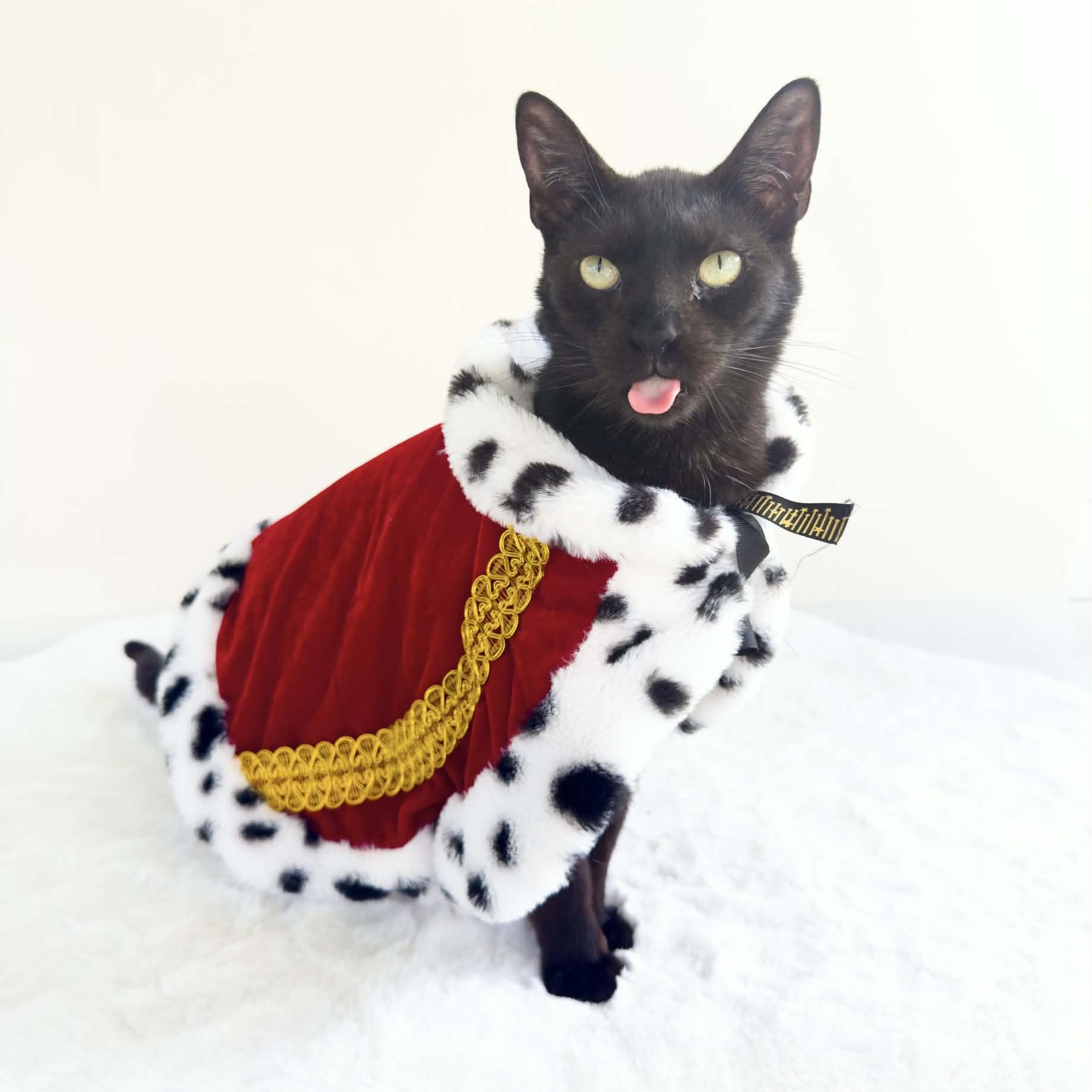 PAUL, Adoptable, Adult Male Domestic Short Hair.