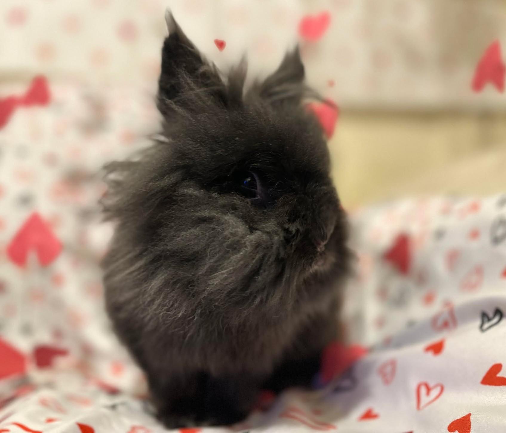 Bean, an adoptable mixed breed in Westbrook, ME image 1/4