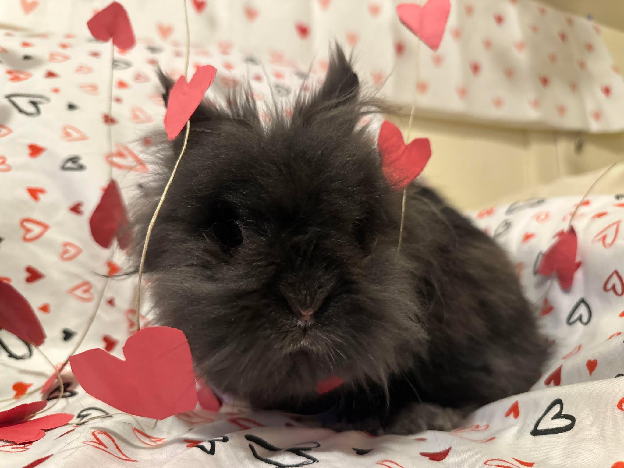 Bean, an adoptable mixed breed in Westbrook, ME image 2/4