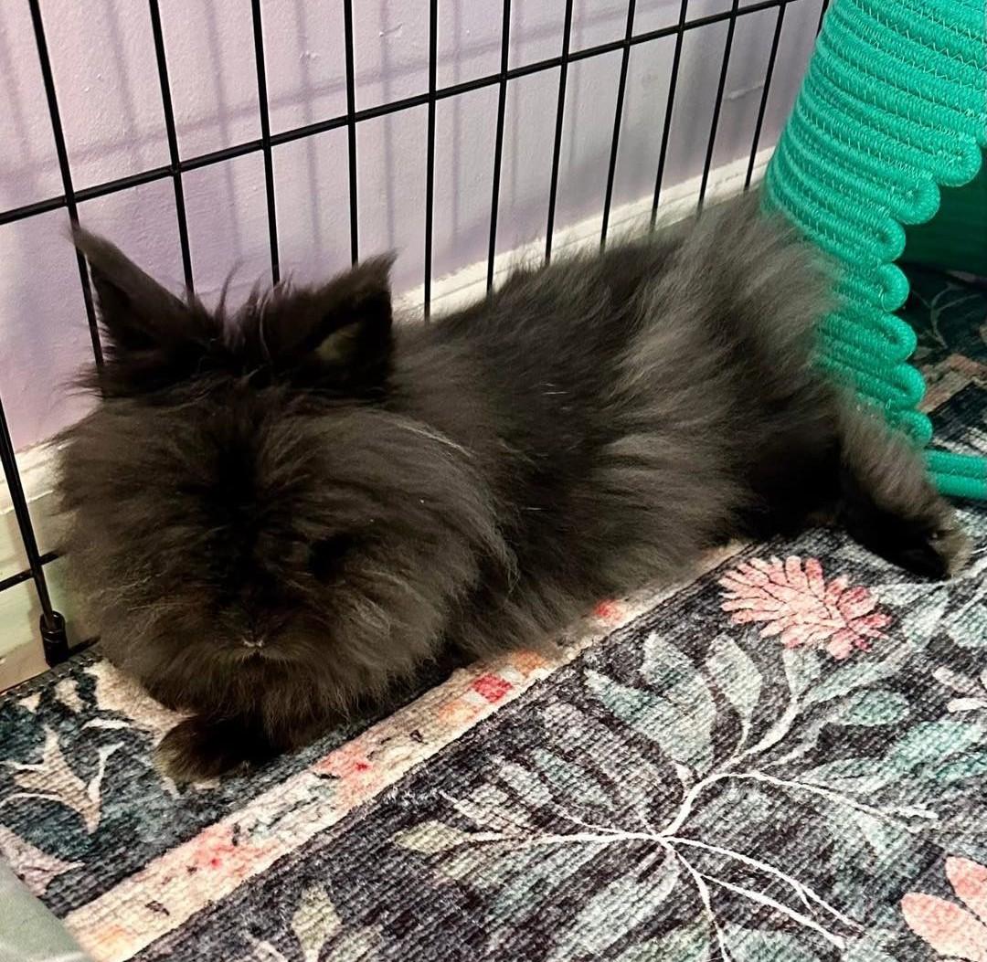 Bean, an adoptable mixed breed in Westbrook, ME image 4/4